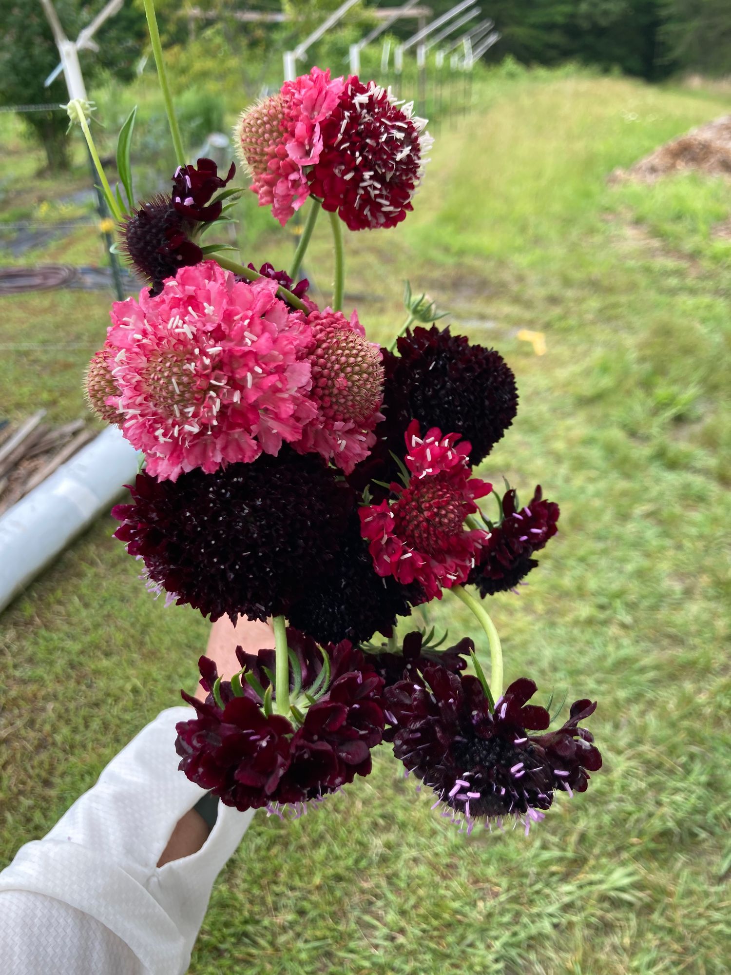 SCABIOSA atropurpurea Triple Berry