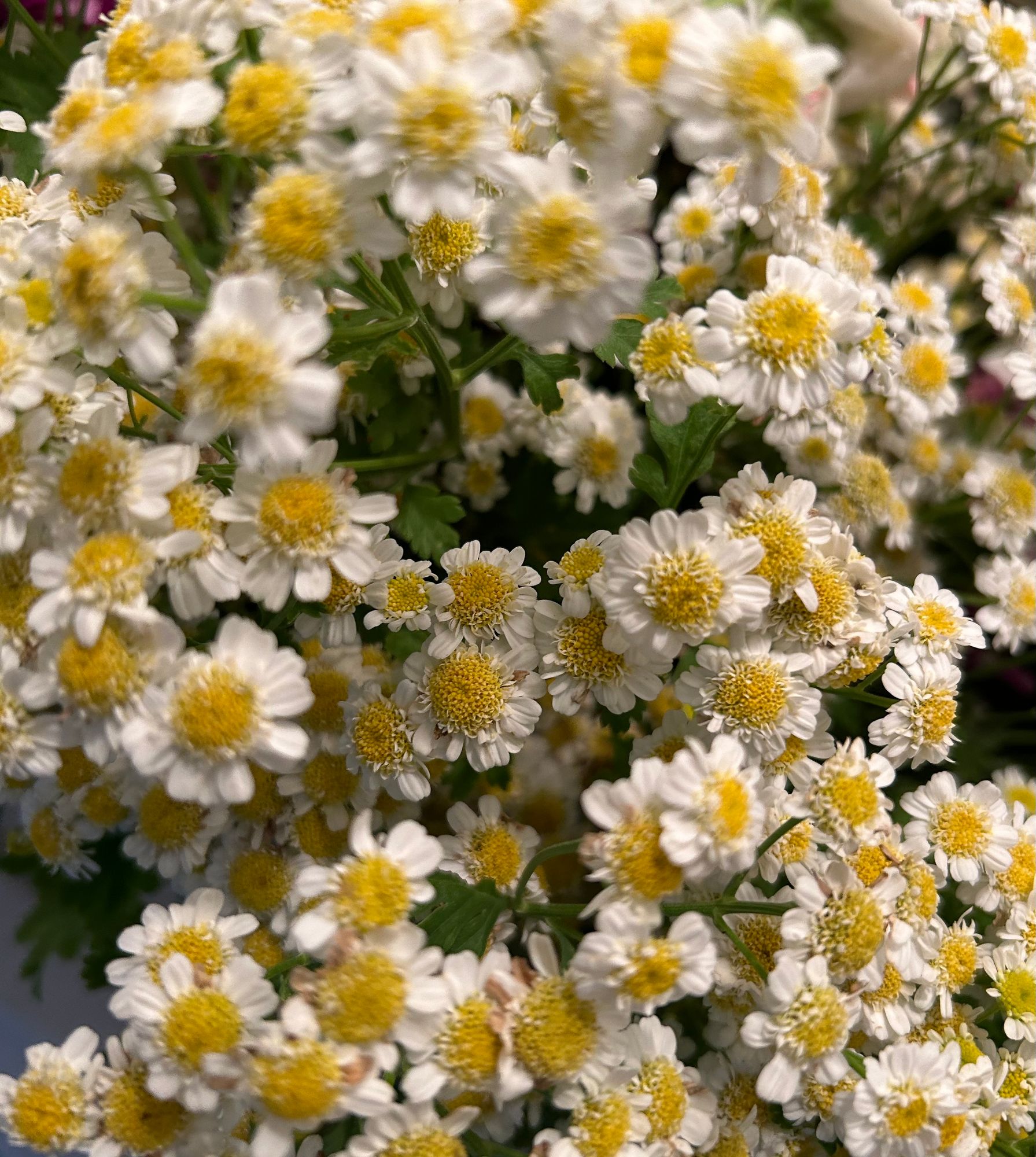 TANACETUM parthenium Magic Single