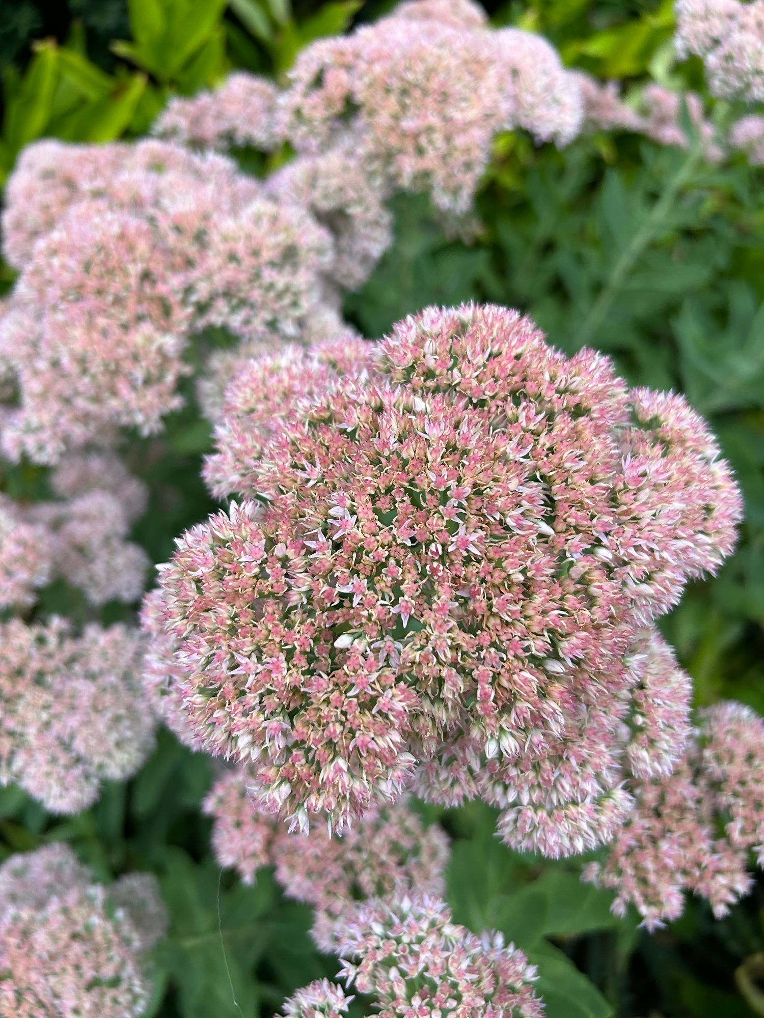 HYLOTELEPHIUM spectabile Autumn Joy