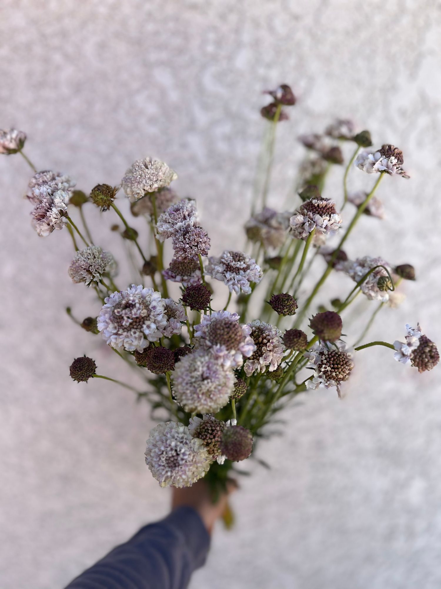 SCABIOSA atropurpurea x caucasica Bon Bon Scoop Sweetness