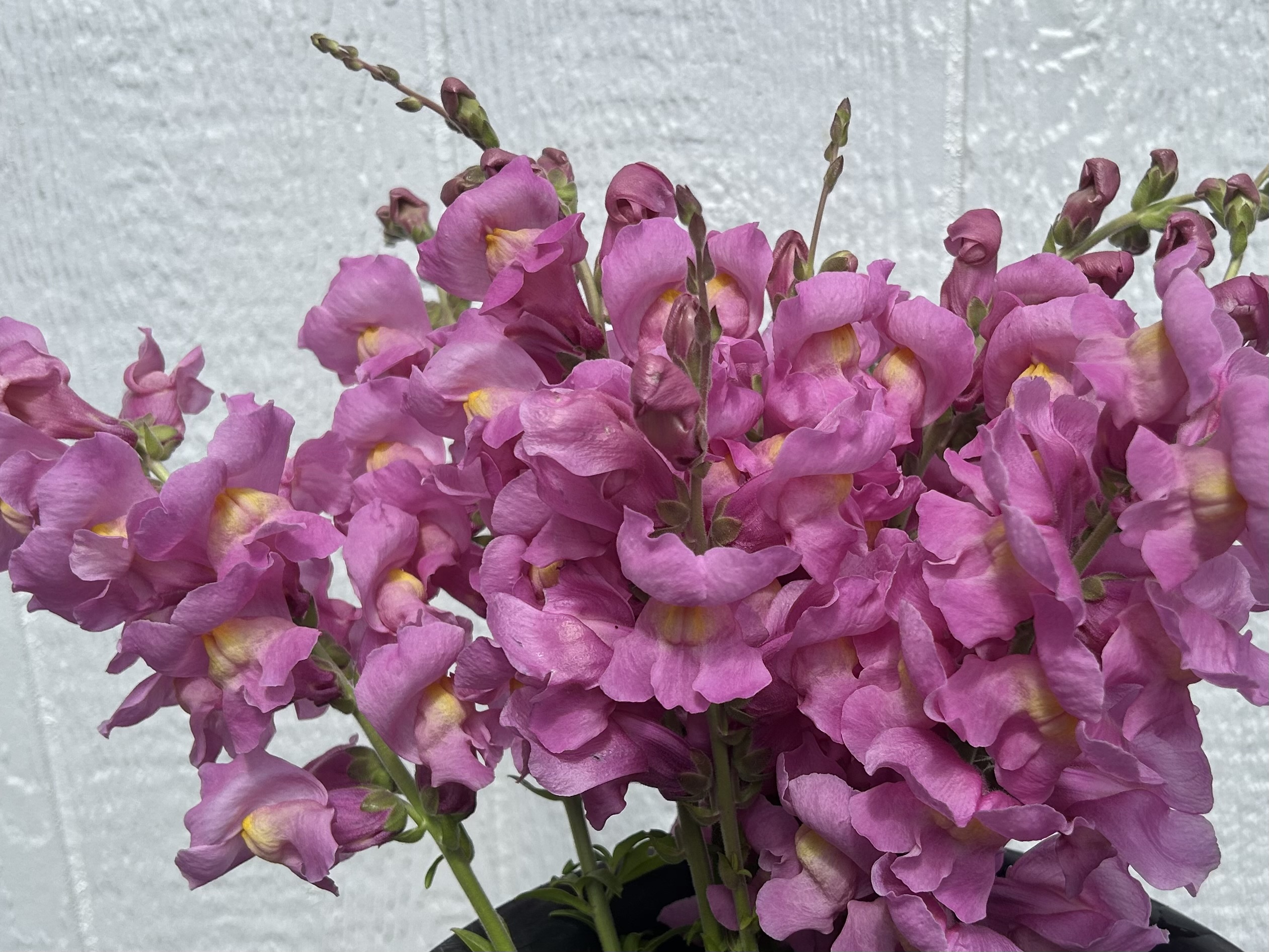 ANTIRRHINUM majus Rocket