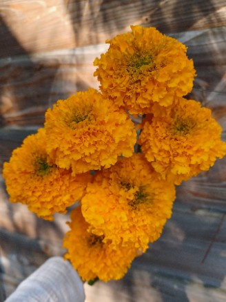 TAGETES erecta Giant Orange