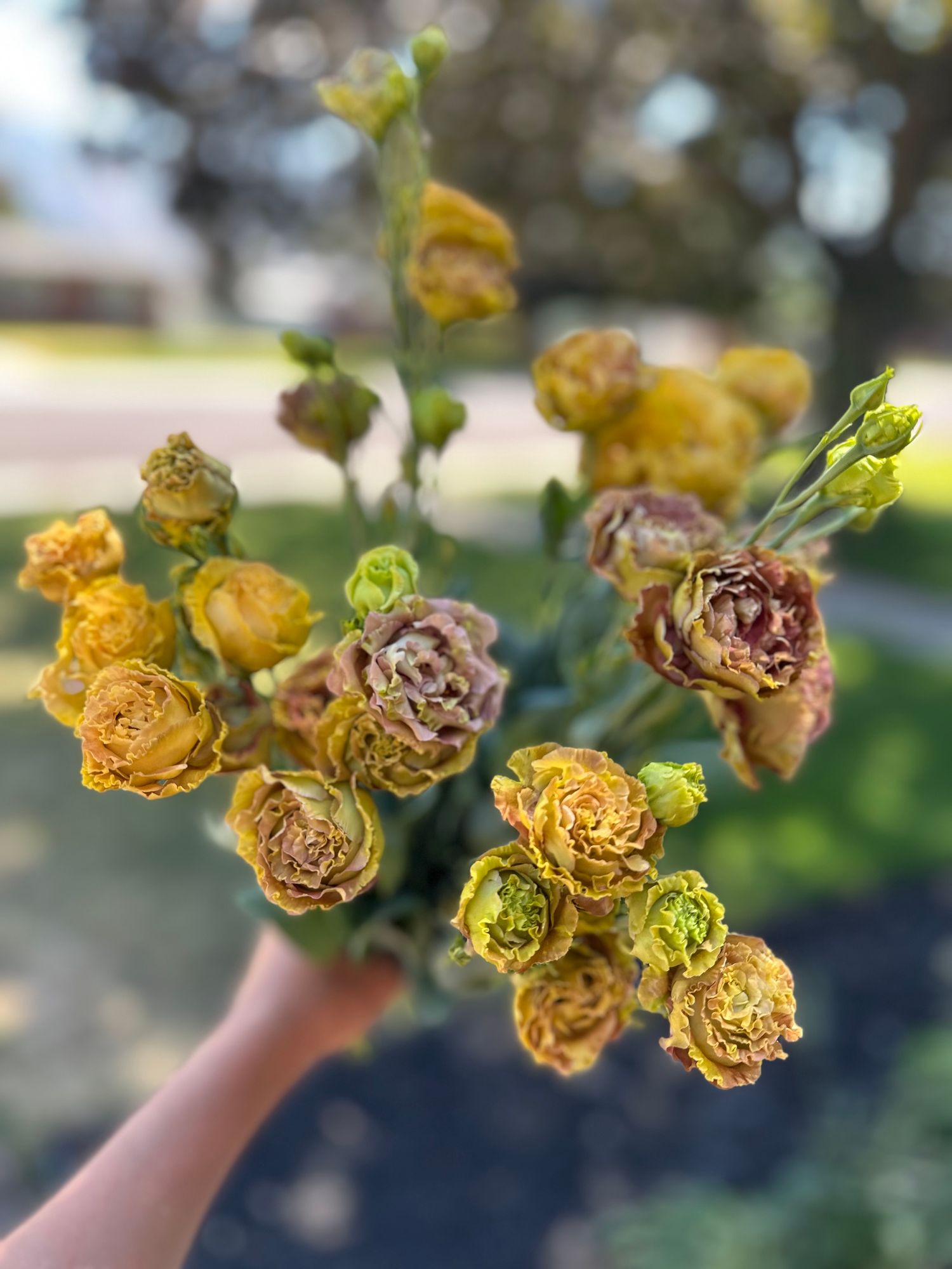EUSTOMA grandiflorum Rosanne
