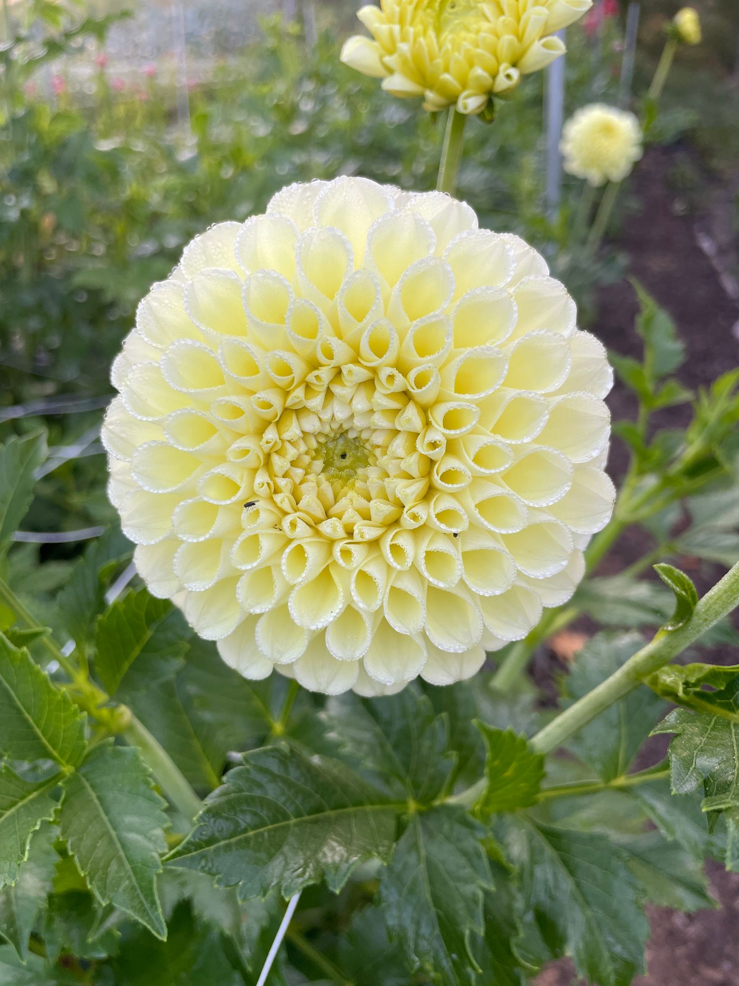 DAHLIA MM Buttercream