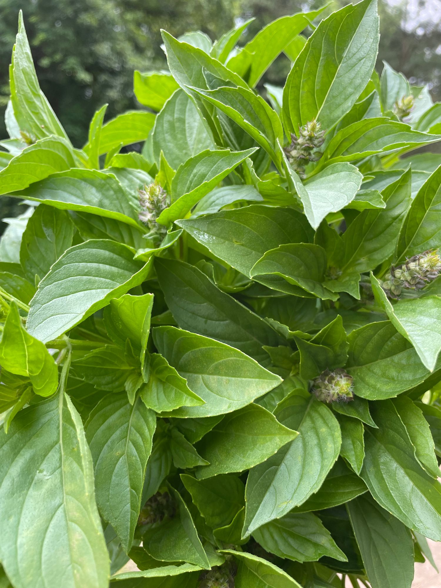 OCIMUM basilicum Citriodora