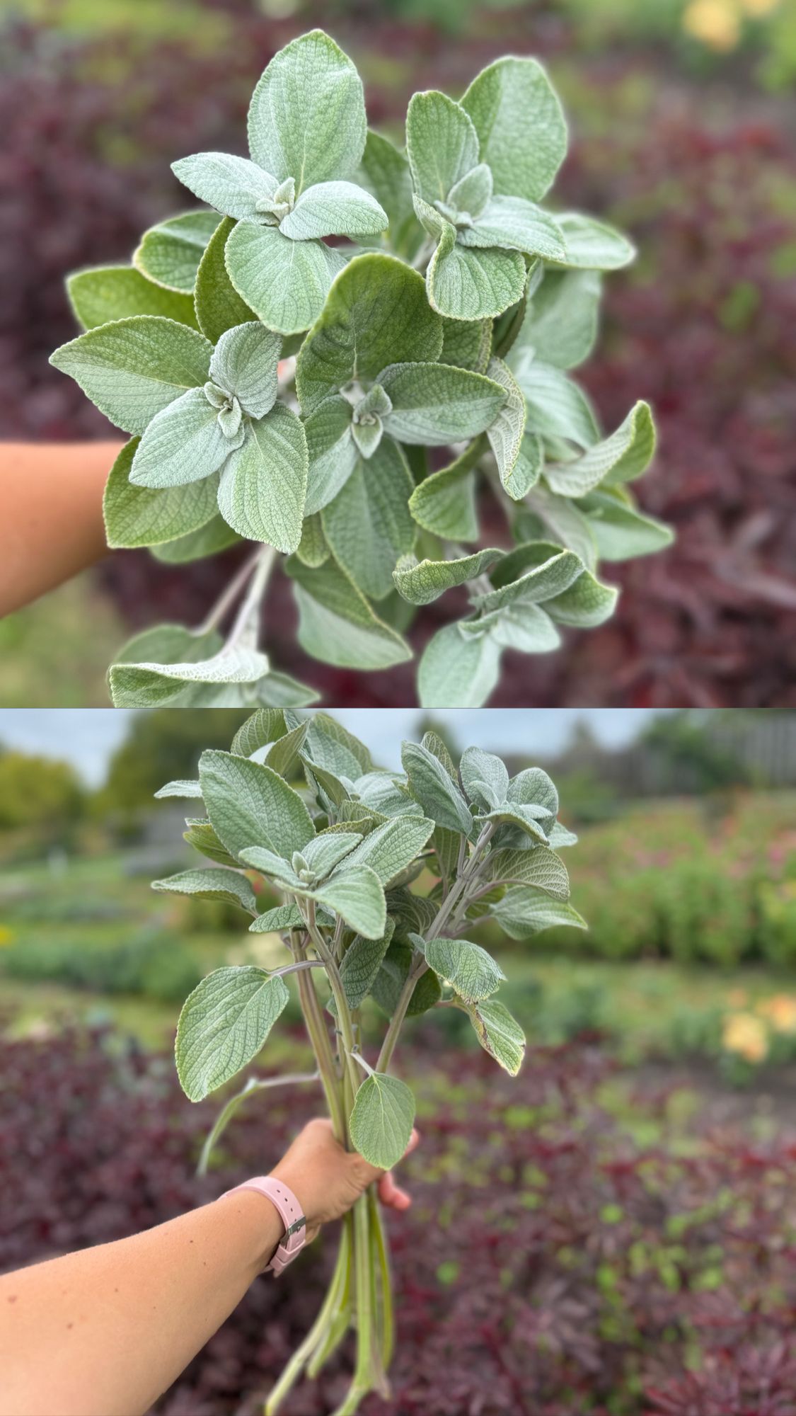 PLECTRANTHUS argentatus