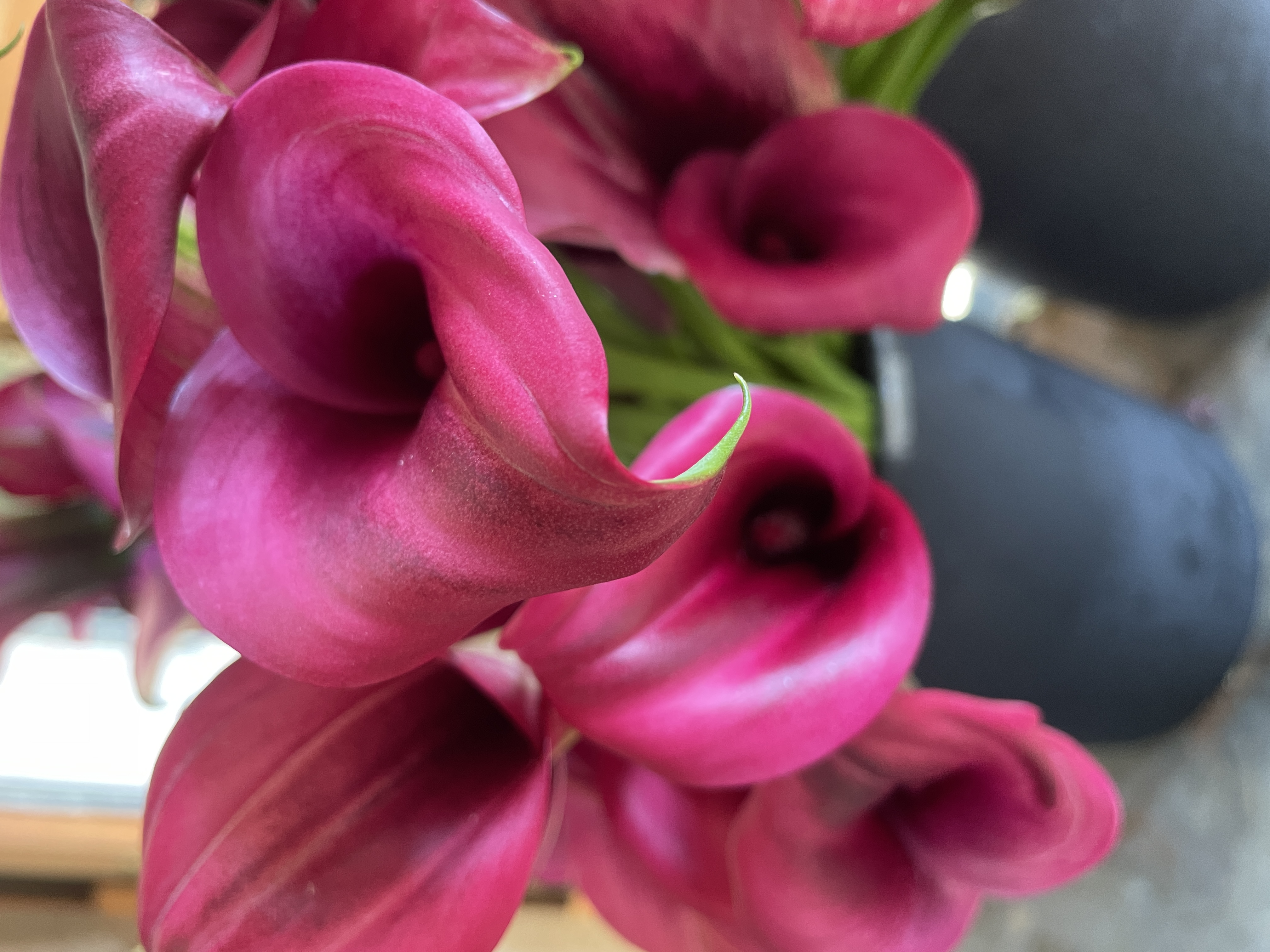 ZANTEDESCHIA x
