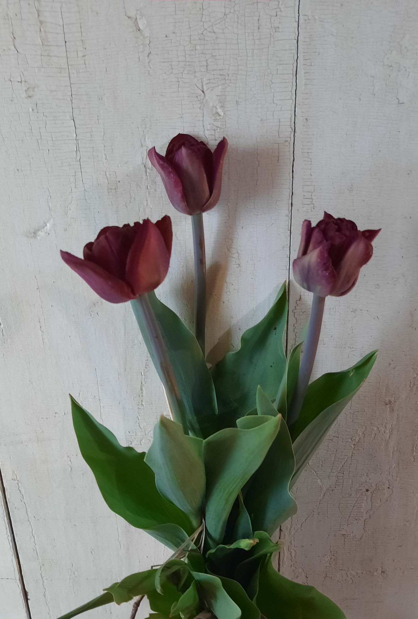 TULIPA