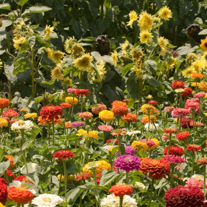 San Diego Flower Collective Banner