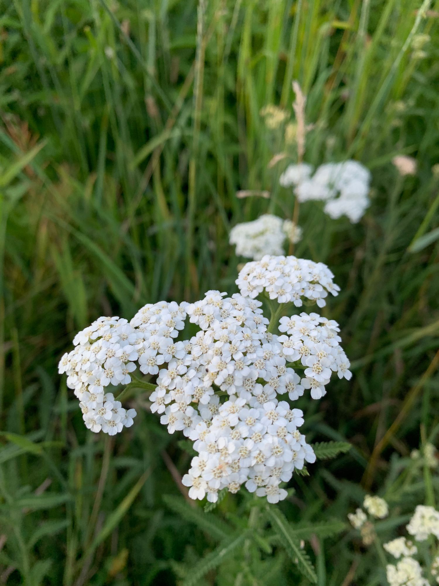 ACHILLEA millefolium