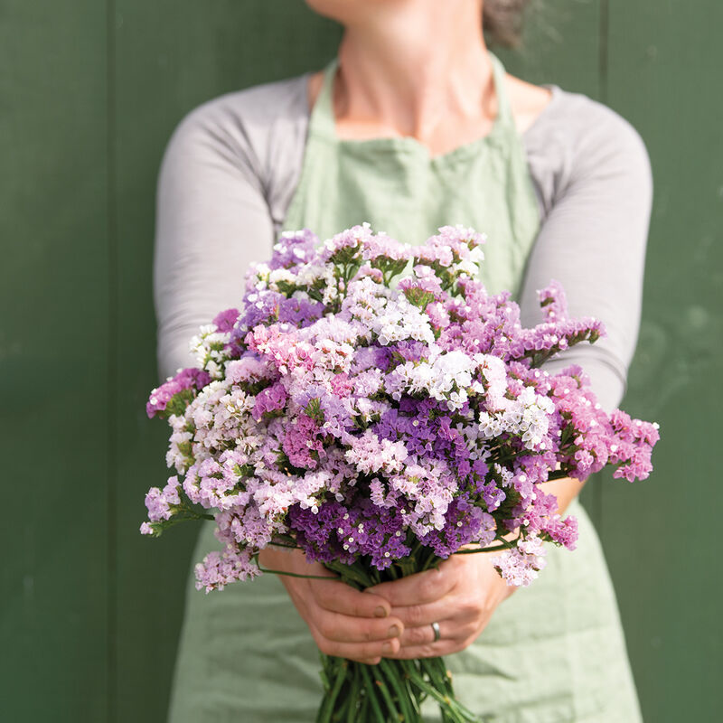 LIMONIUM sinuatum Pastel