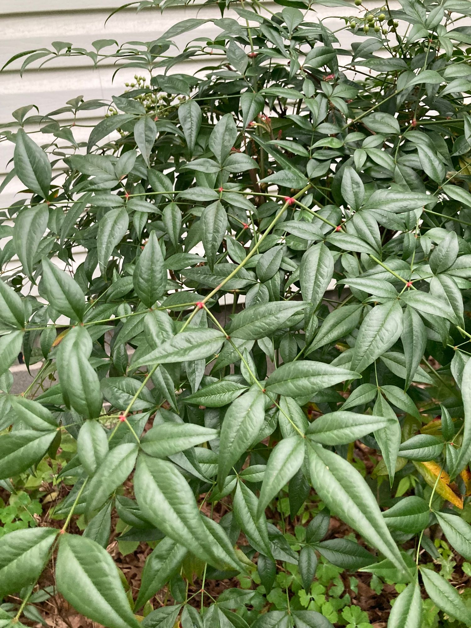 NANDINA domestica