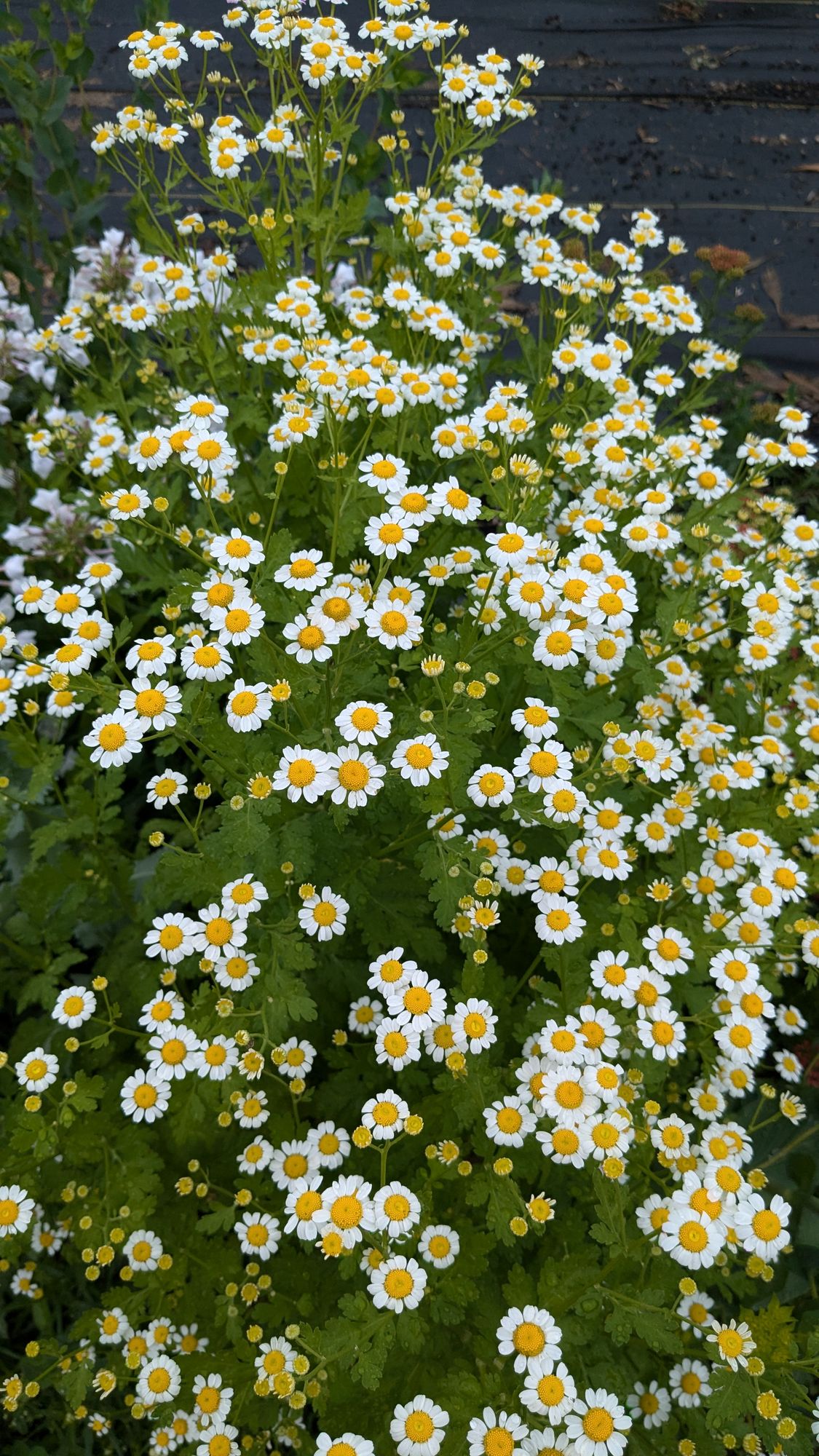 TANACETUM parthenium Vegmo Single