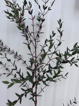 EUCALYPTUS parvula