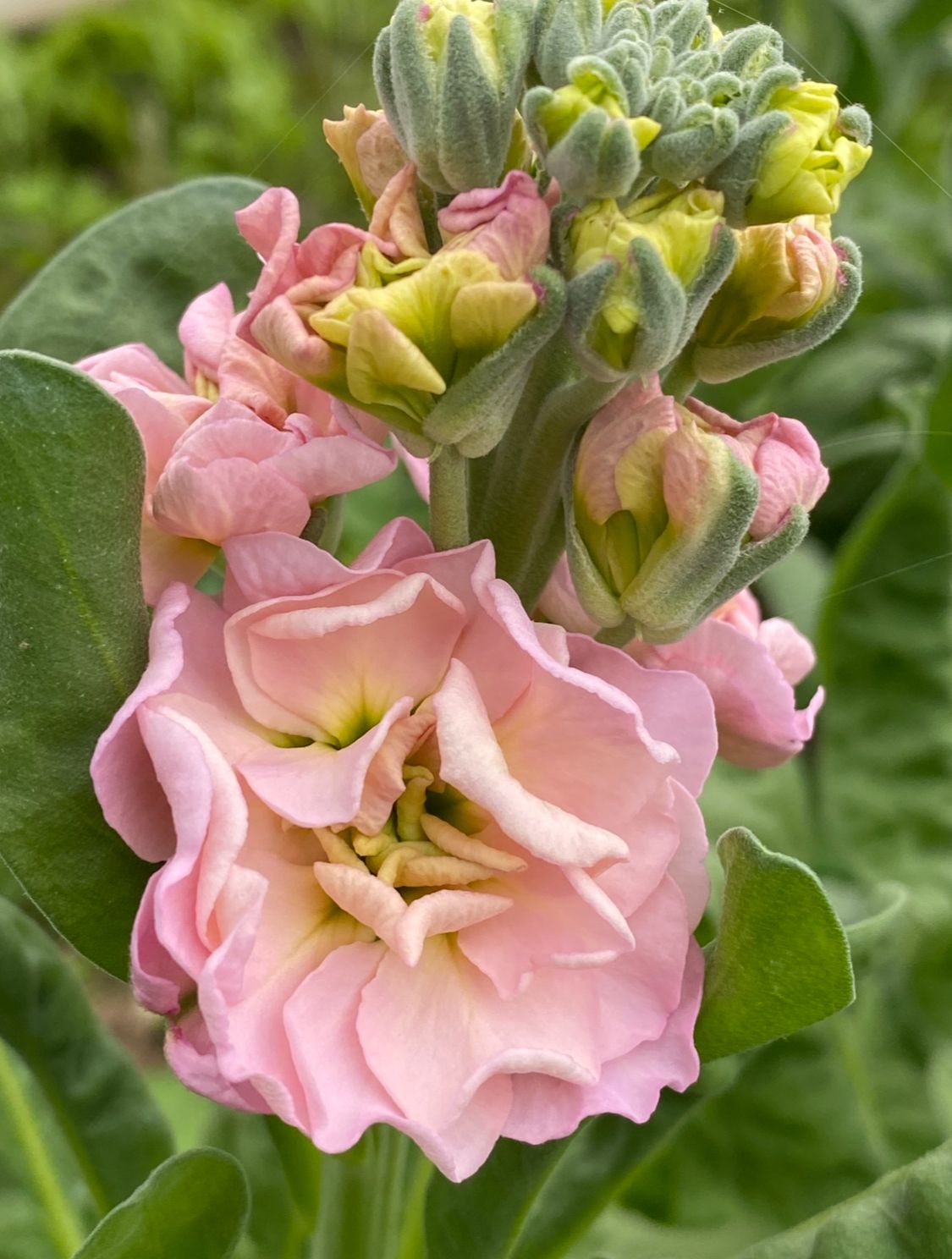 MATTHIOLA incana StoX Champagne