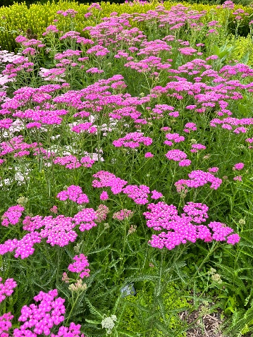 ACHILLEA millefolium