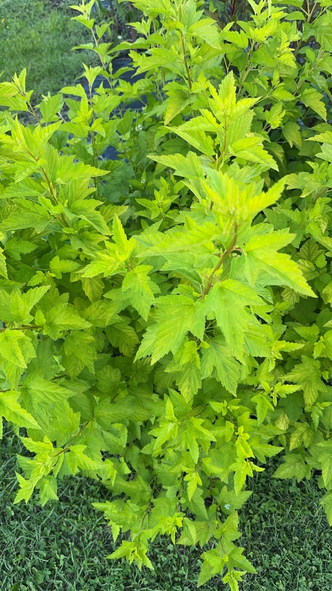 PHYSOCARPUS opulifolius