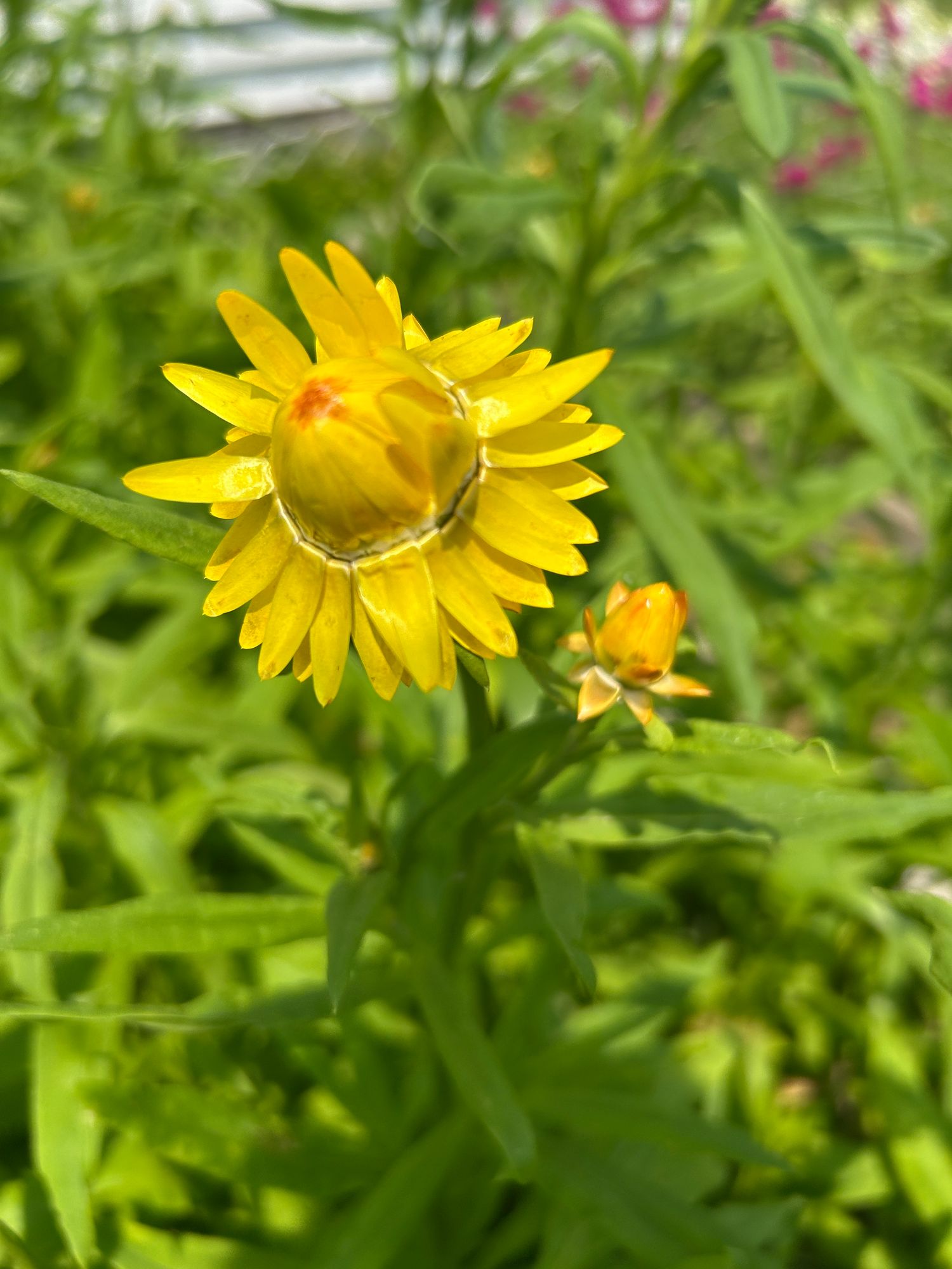 XEROCHRYSUM bracteatum King Size