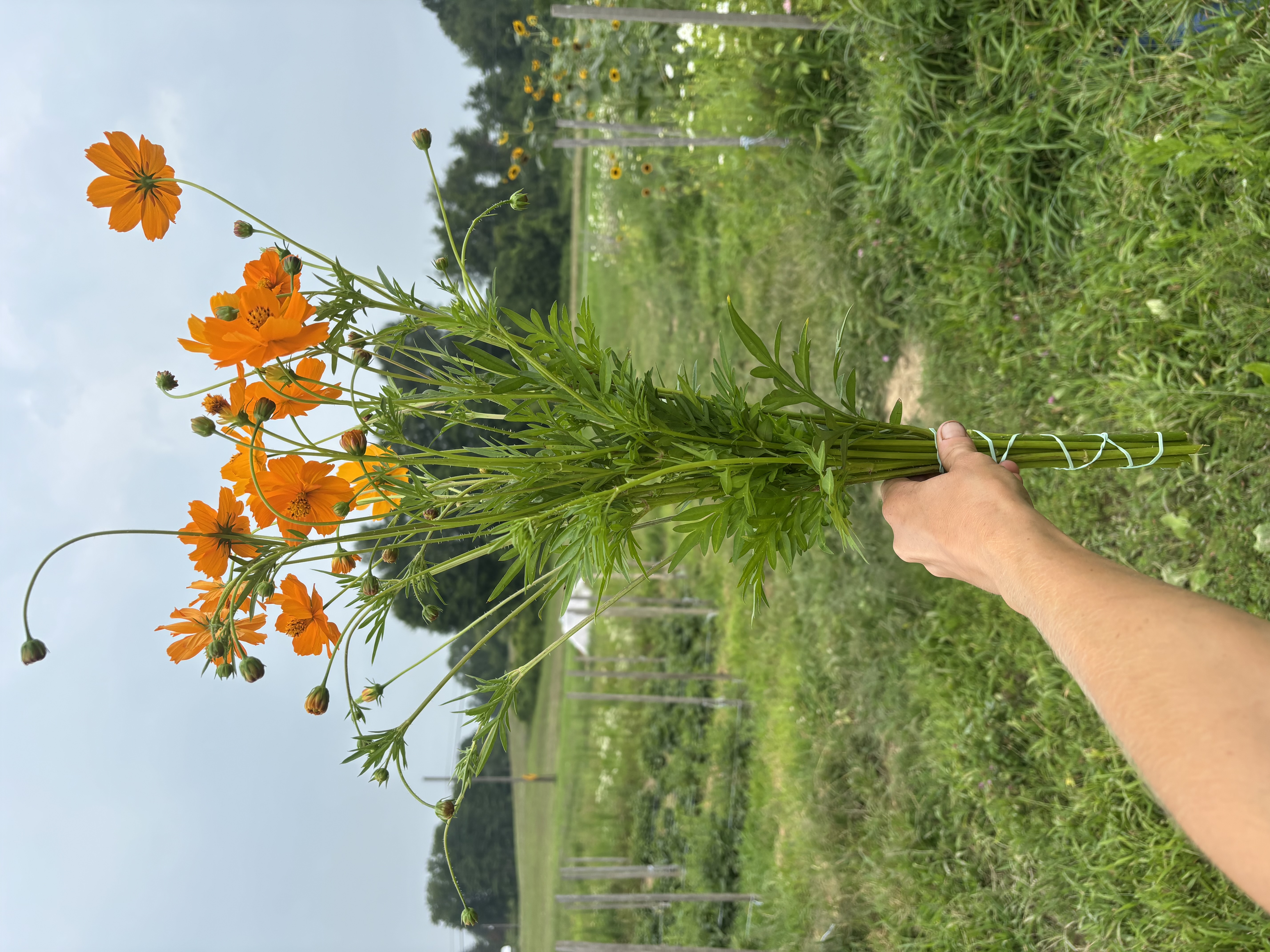 COSMOS sulphureus Bright Lights