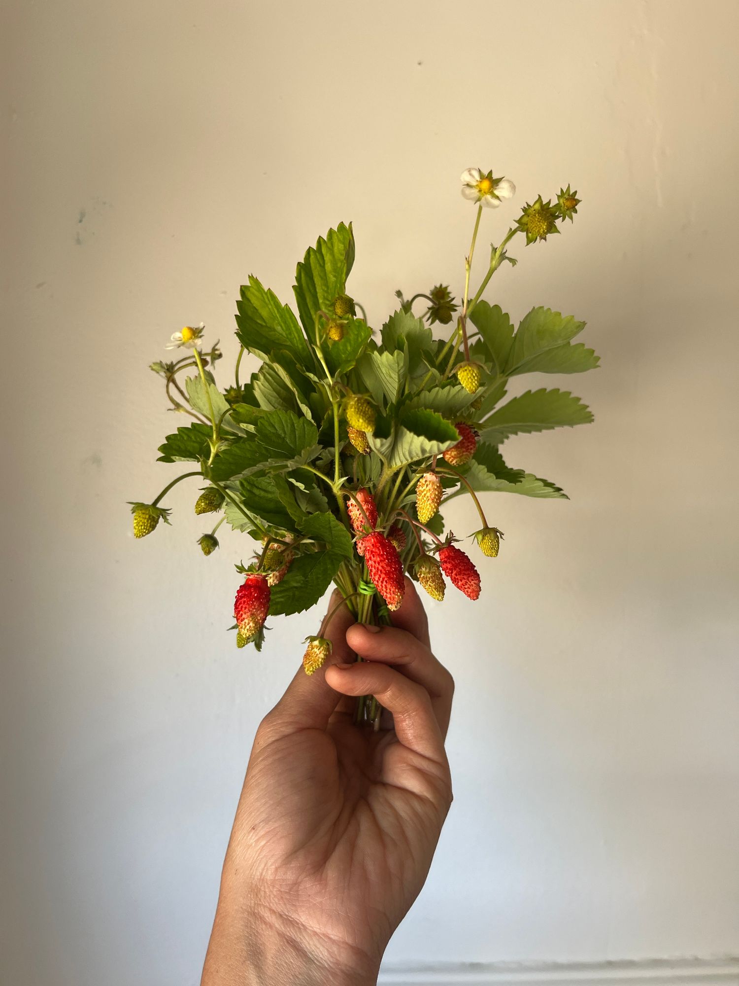 FRAGARIA x ananassa