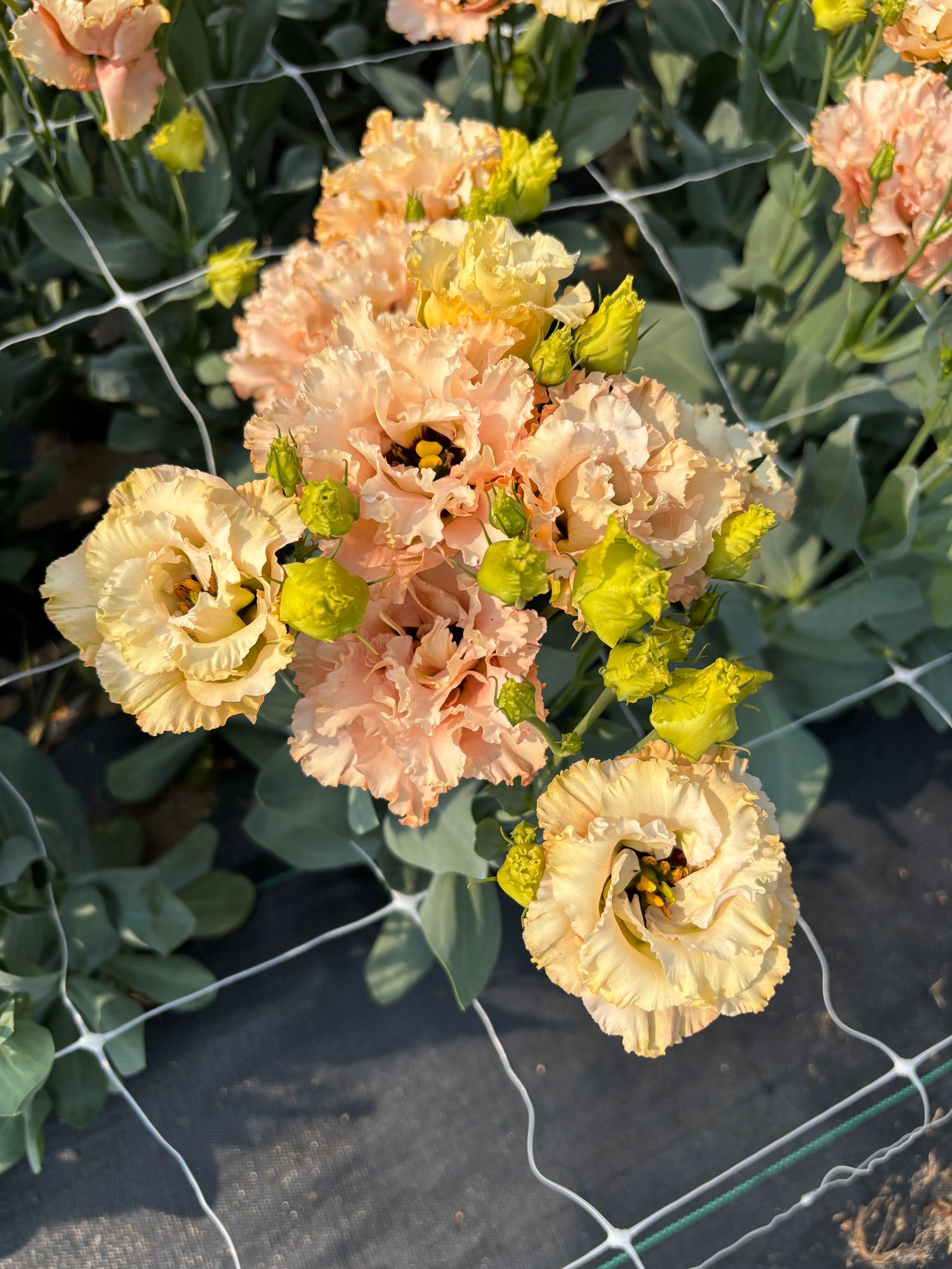 EUSTOMA grandiflorum Voyage