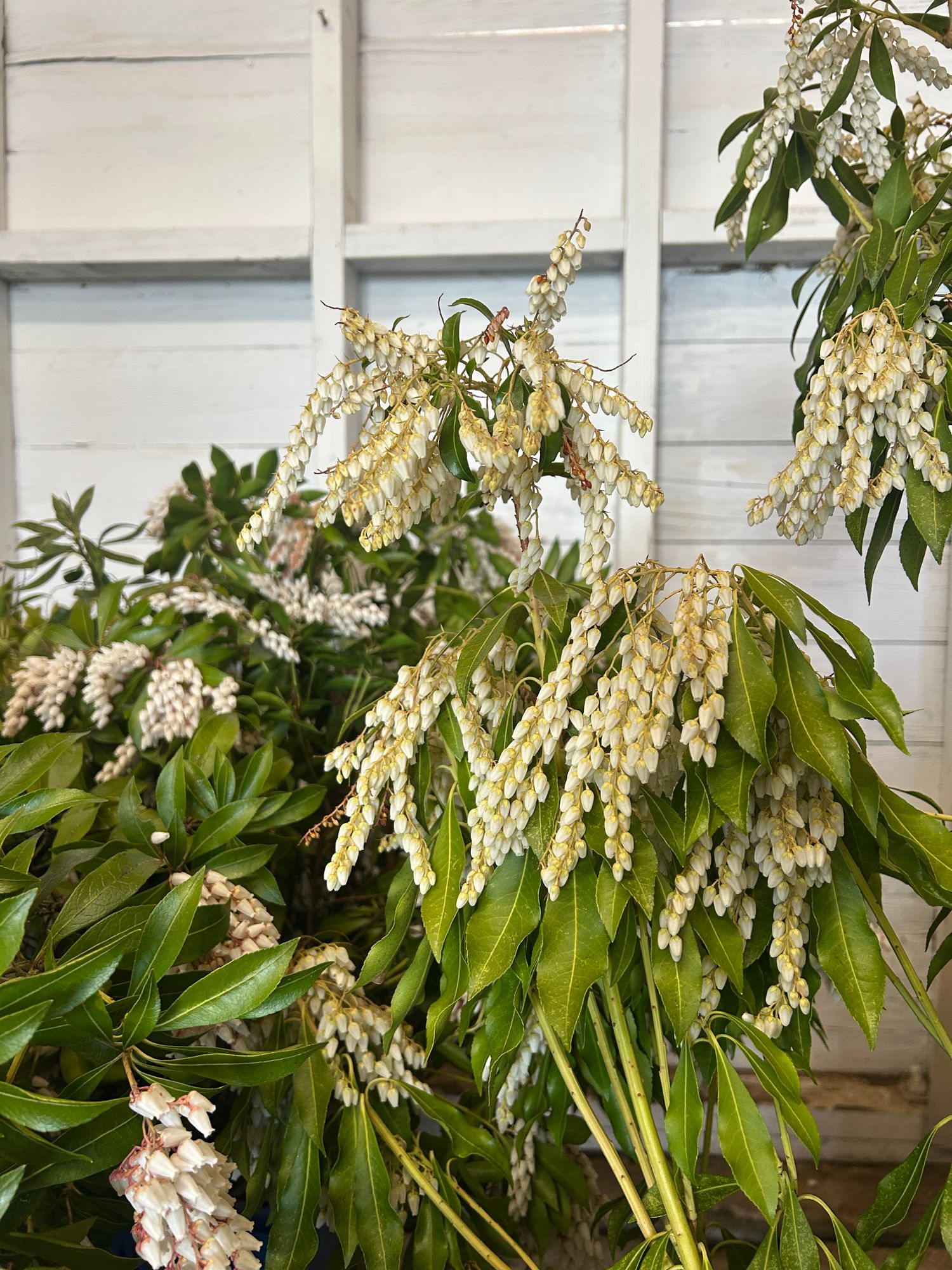 PIERIS japonica