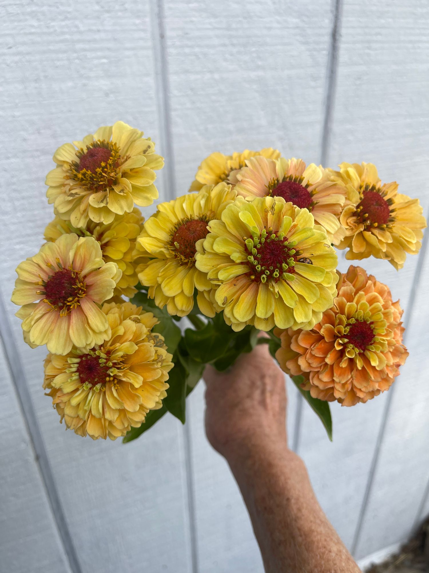 ZINNIA elegans Queeny Lemon Peach