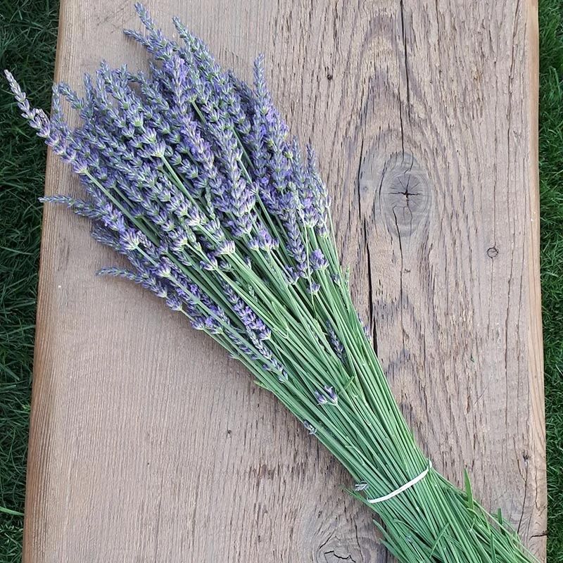 LAVENDULA x intermedia Phenomenal