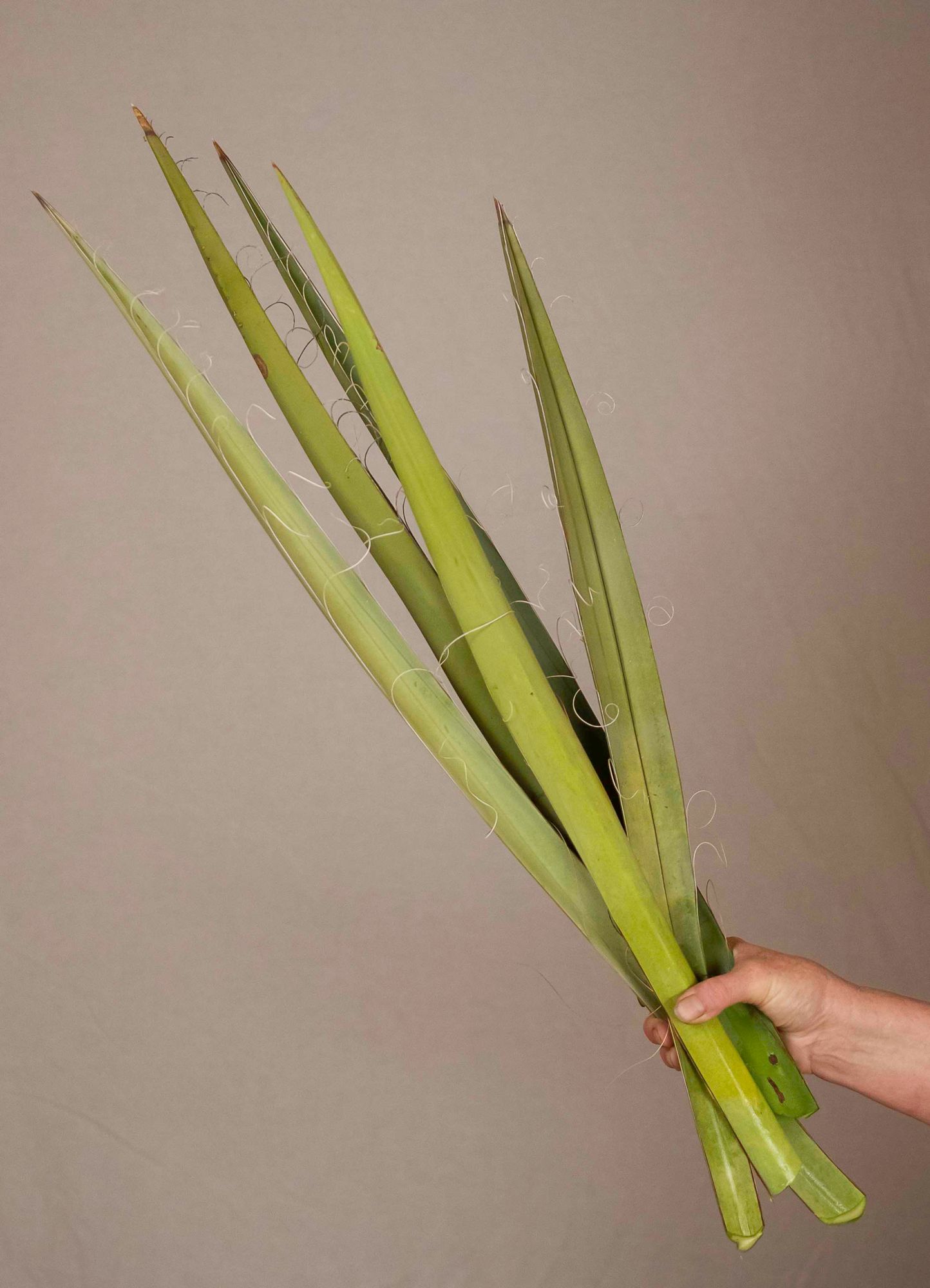 YUCCA