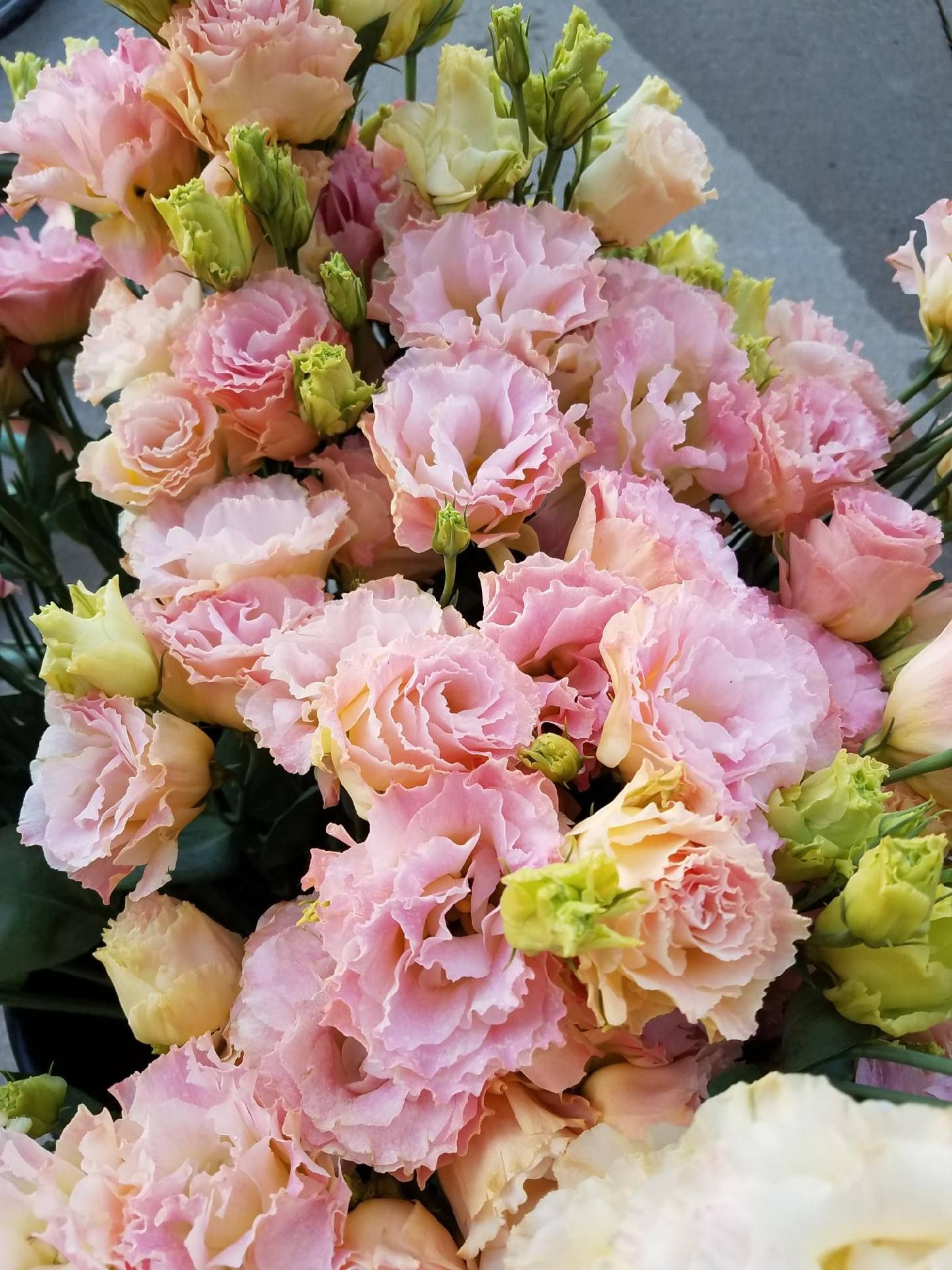 EUSTOMA grandiflorum Voyage Champagne