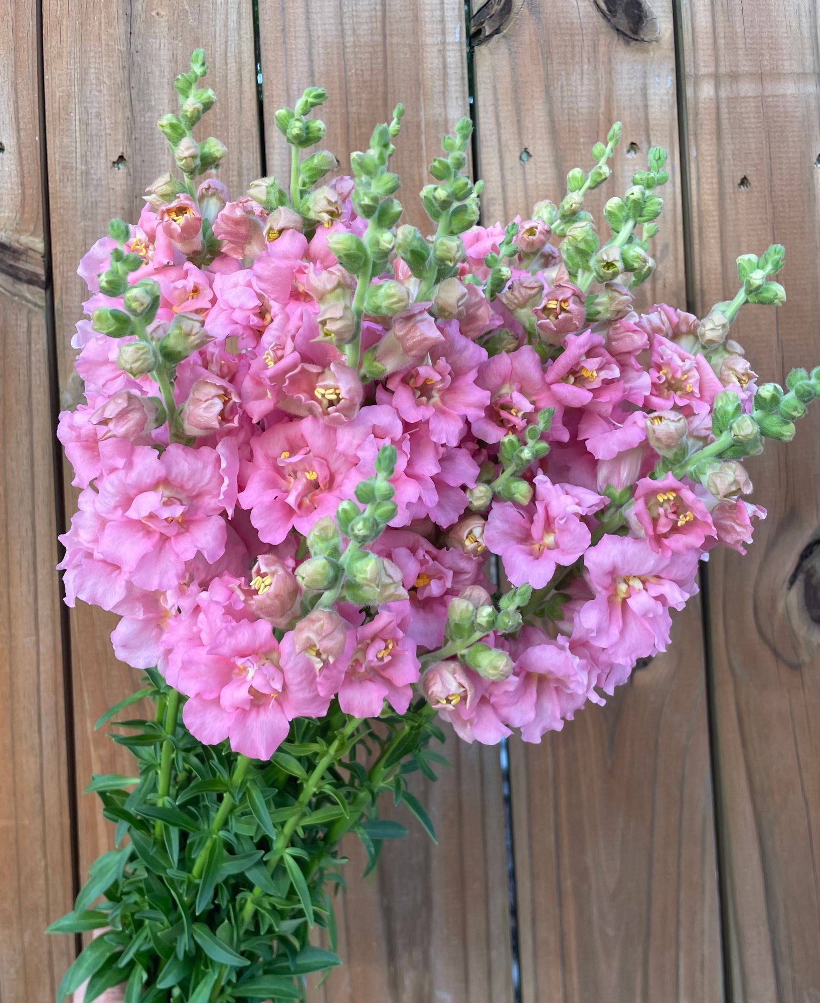 ANTIRRHINUM majus Madame Butterfly