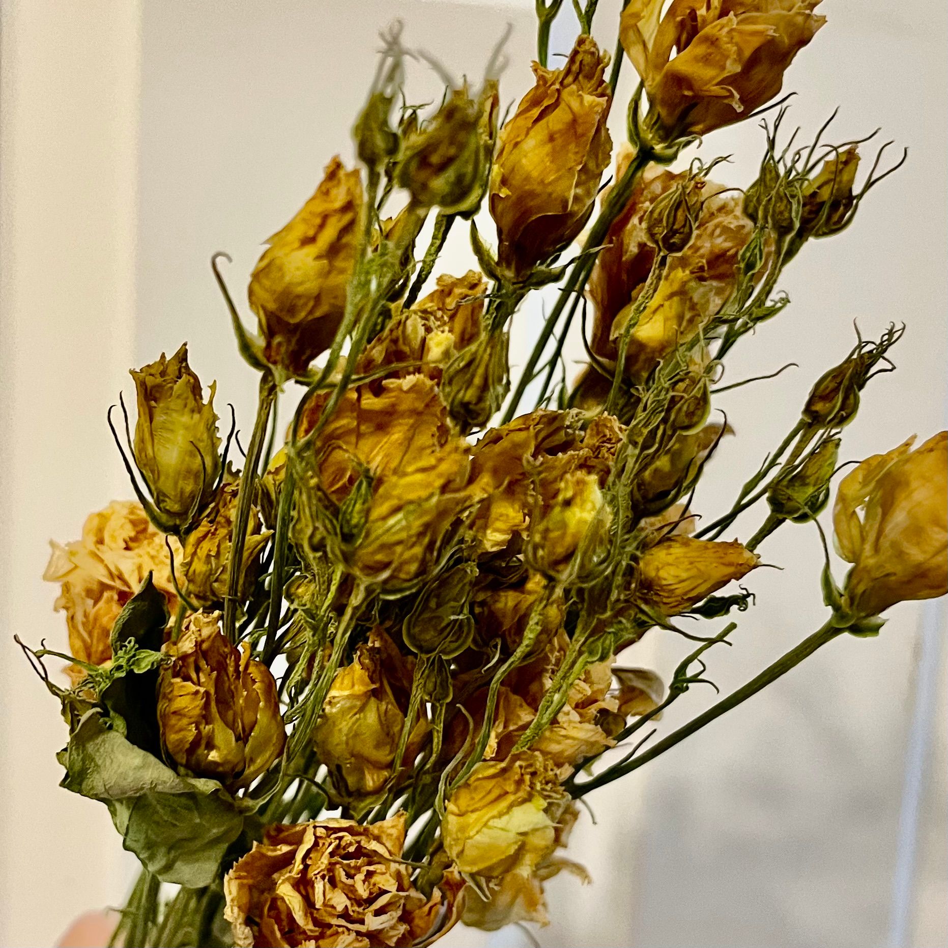 EUSTOMA grandiflorum