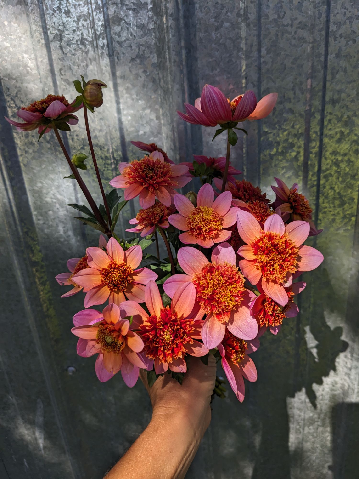 DAHLIA Totally Tangerine