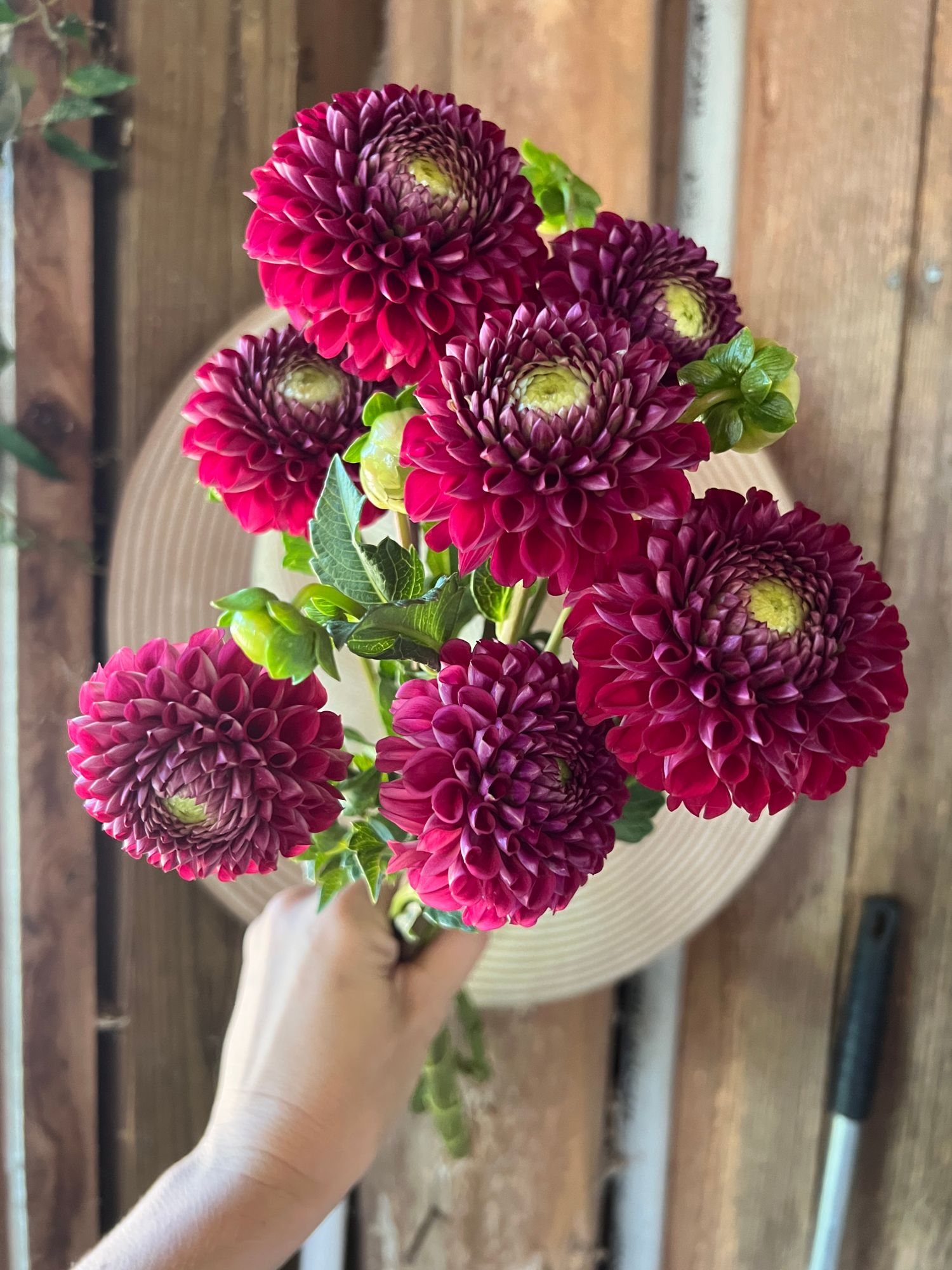 DAHLIA Cornel