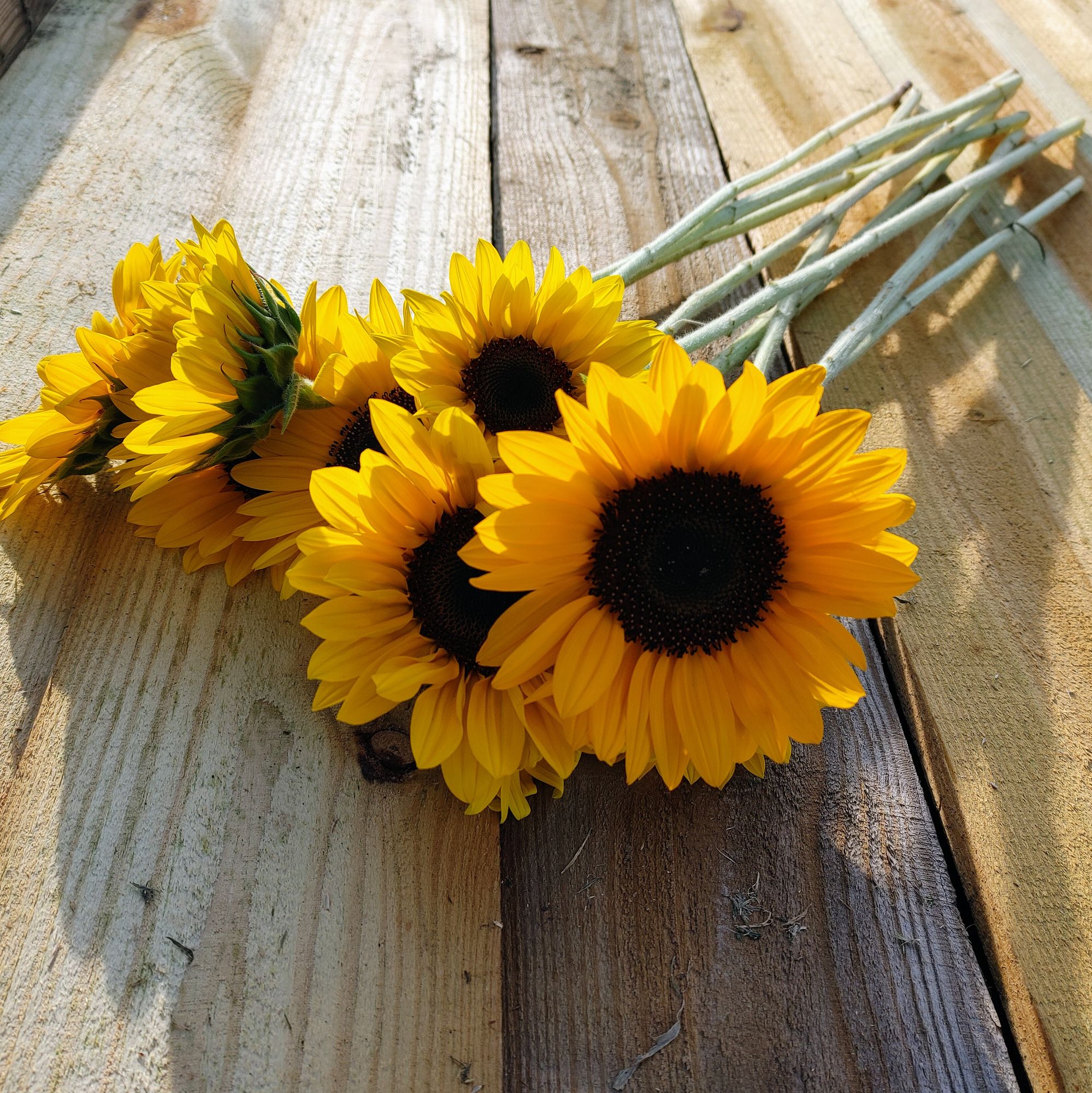 HELIANTHUS annuus Premier Orange