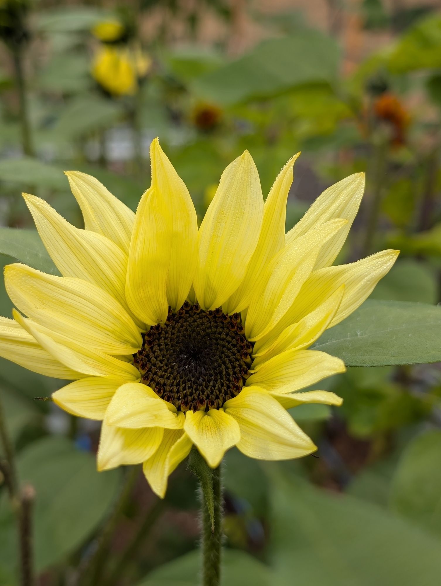 HELIANTHUS annuus Buttercream