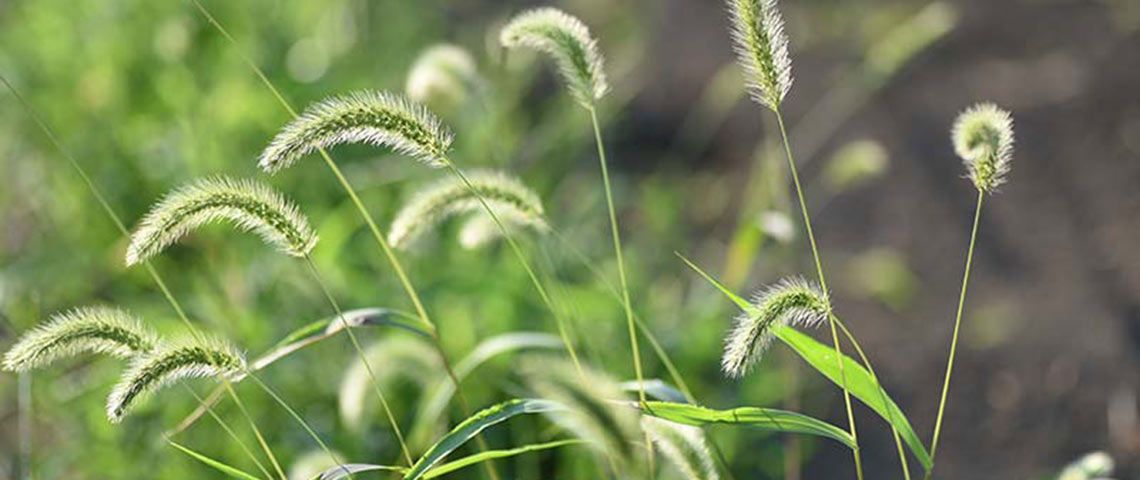 PENNISETUM alopecuroides