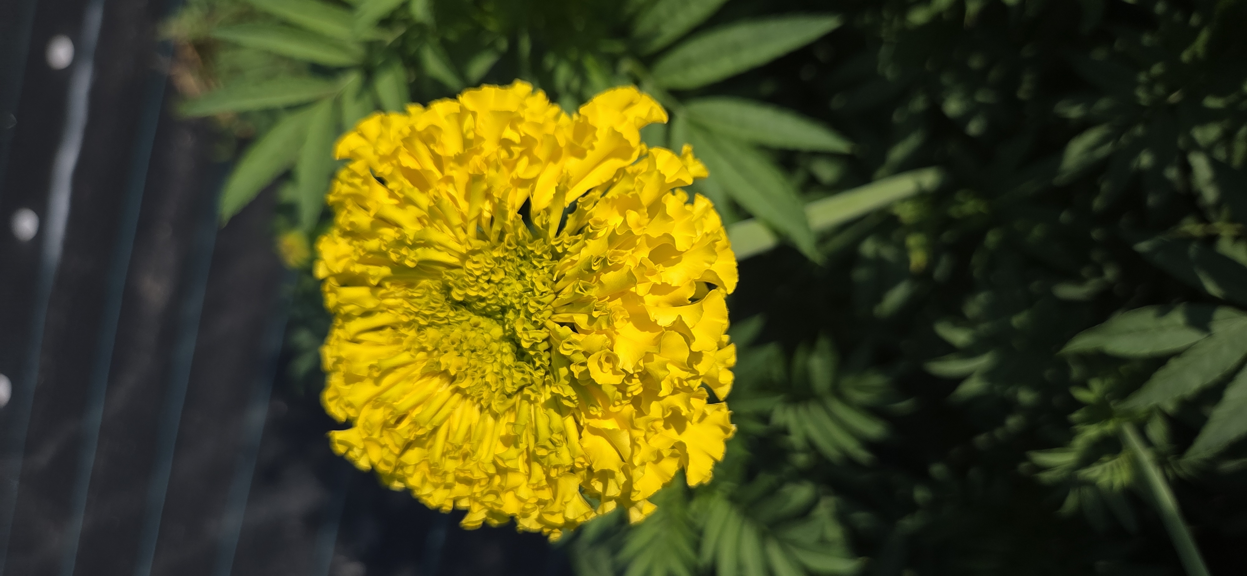 TAGETES erecta Coco Yellow