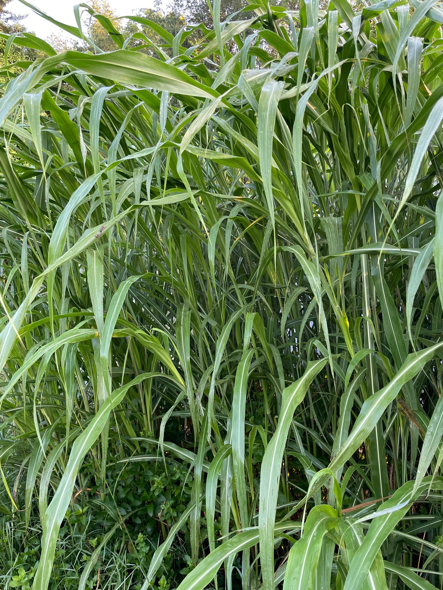 SORGHUM halepense