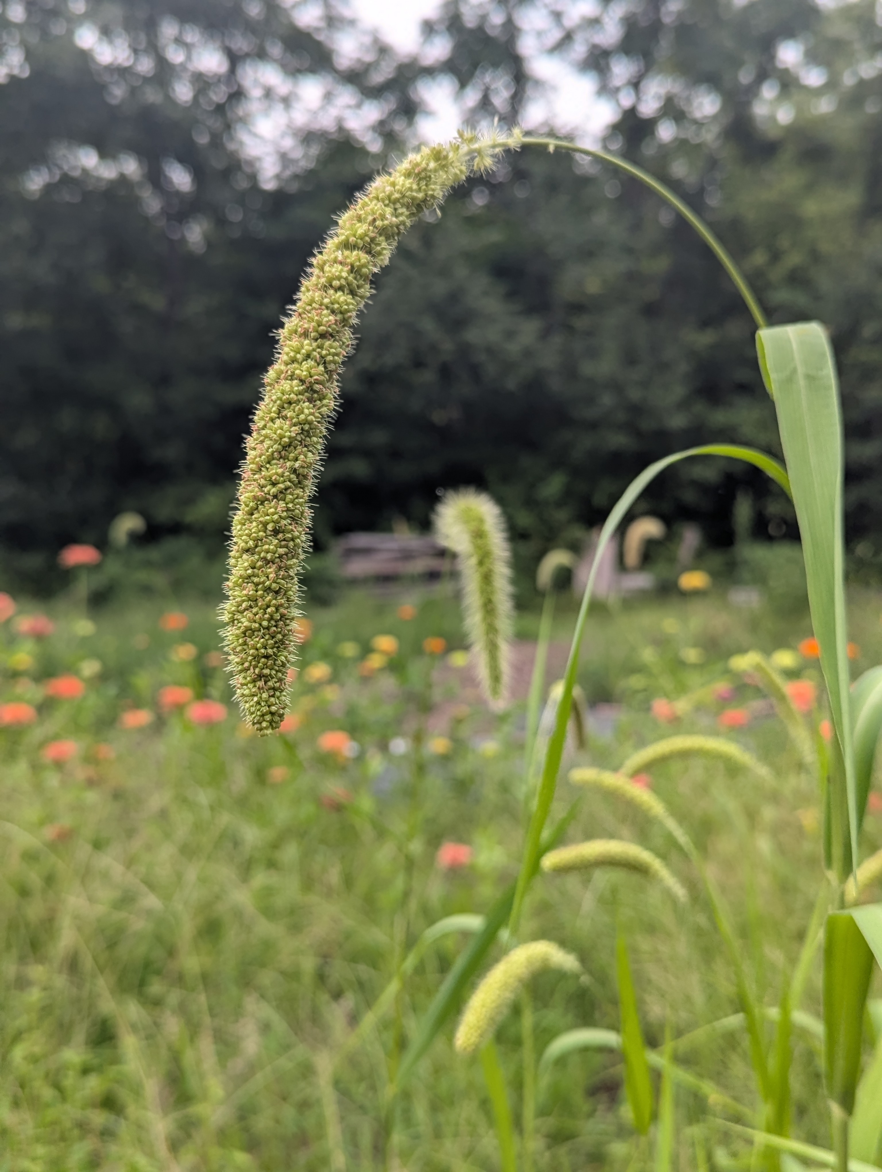 SETARIA italica Lime Light Spray Millet
