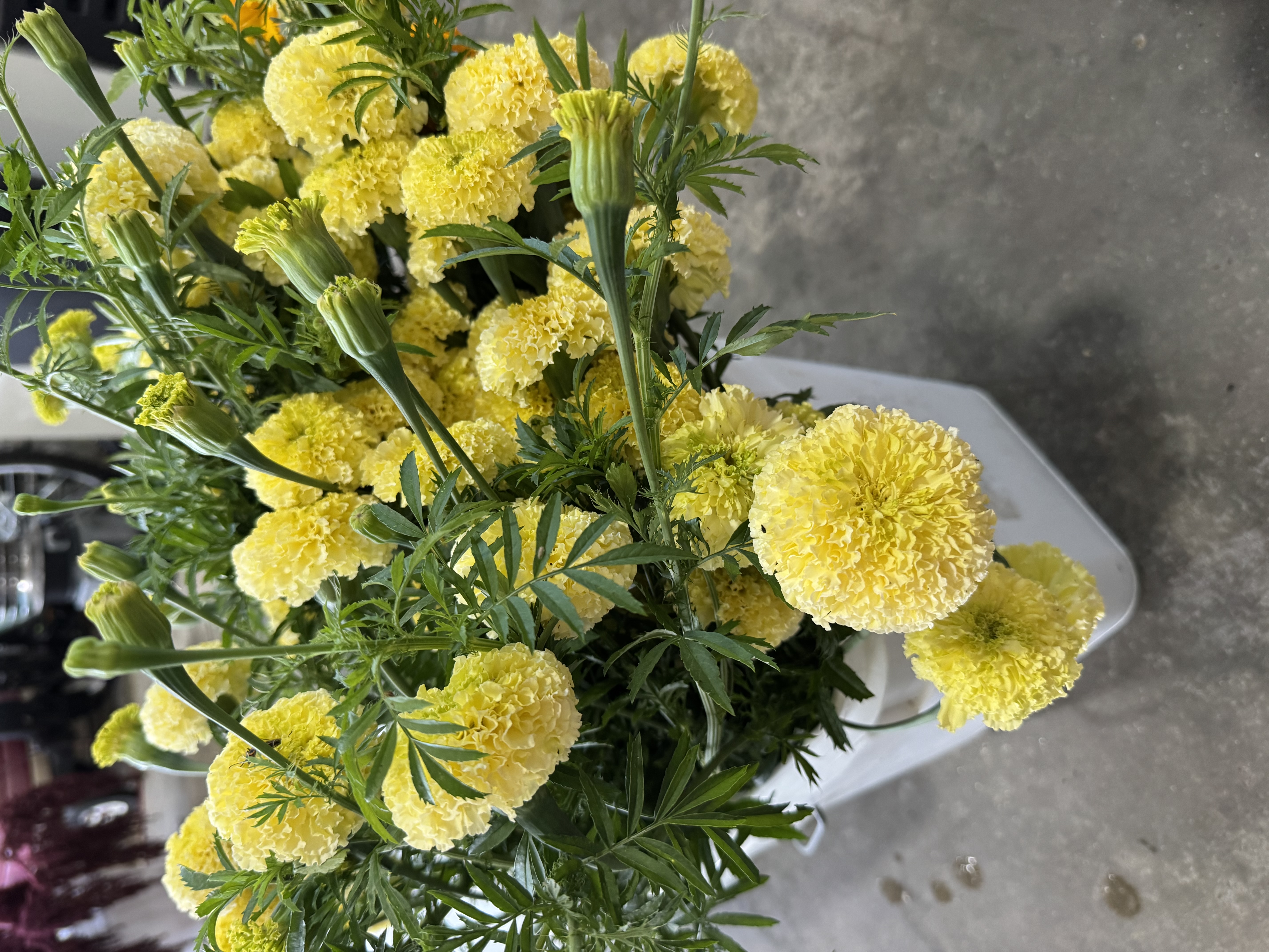 TAGETES erecta White Swan