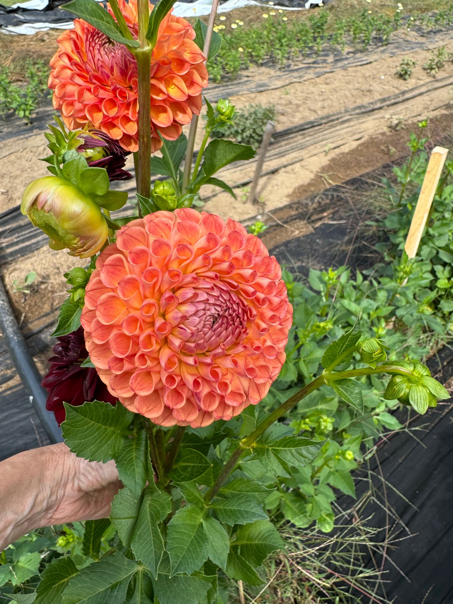DAHLIA Robin Hood