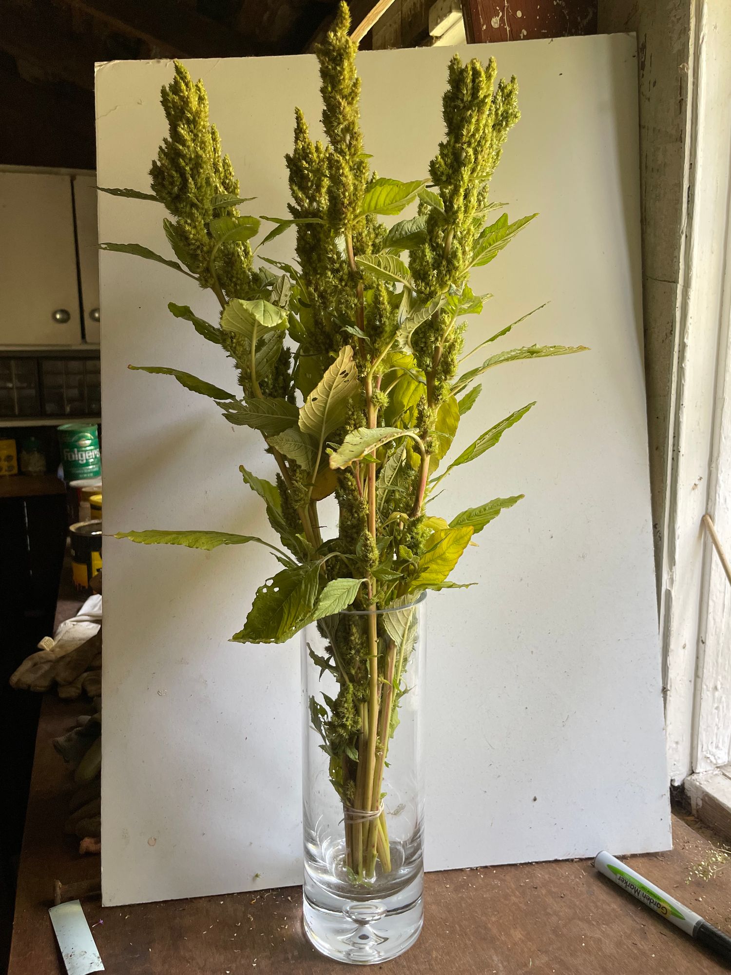AMARANTHUS cruentus Fercita