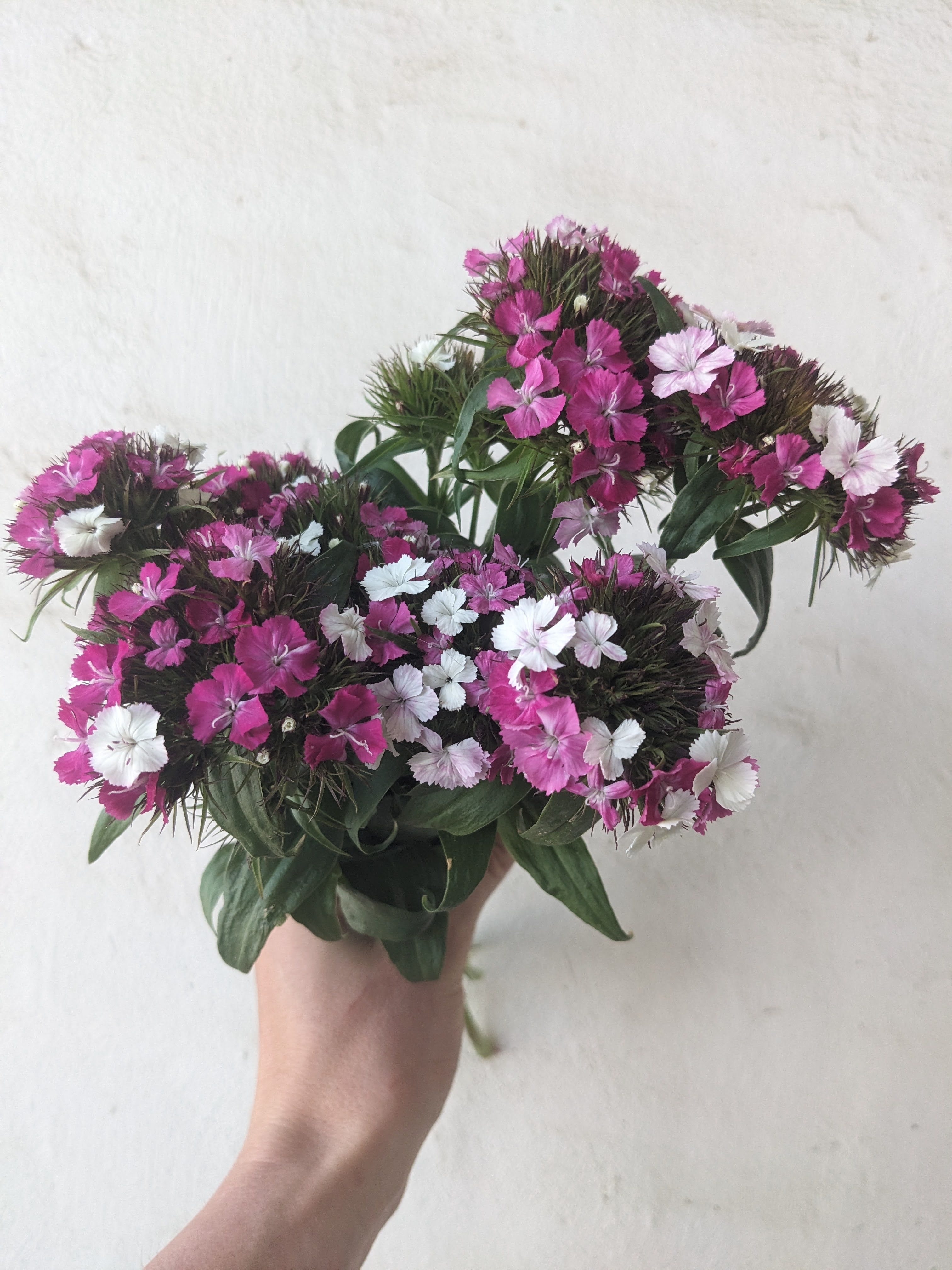 DIANTHUS barbatus Sweet Pink