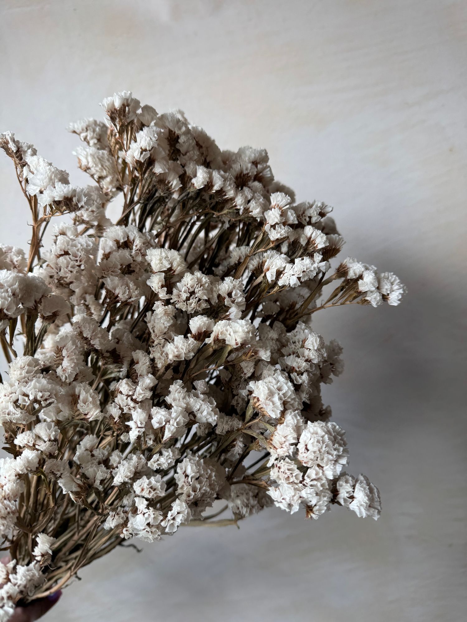 GONIOLIMON tataricum
