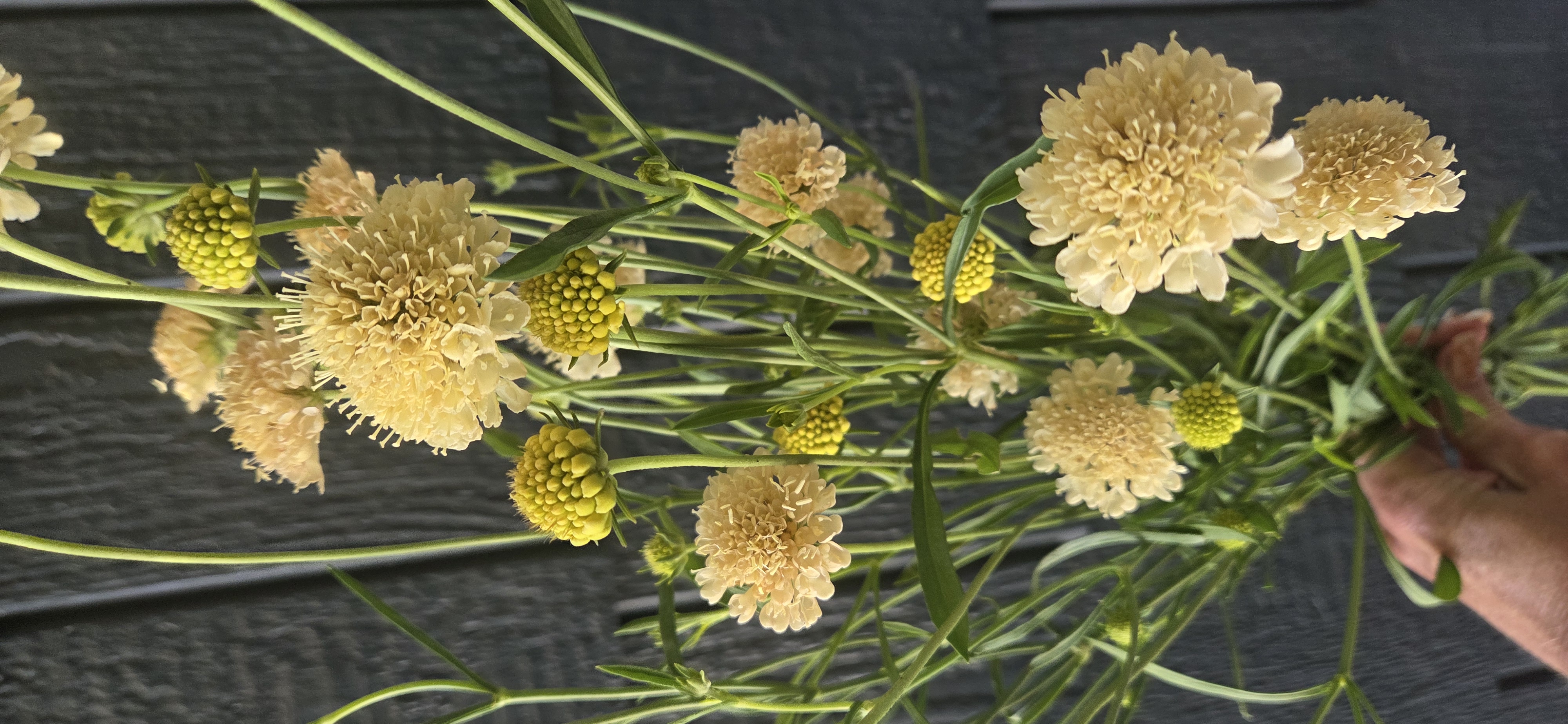 SCABIOSA atropurpurea Fata Morgana