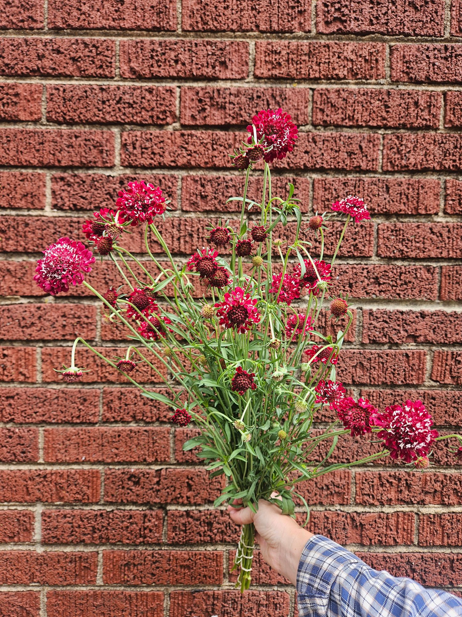 SCABIOSA atropurpurea Fire King