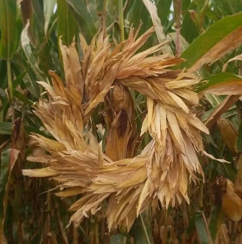 Corn Husk Wreath