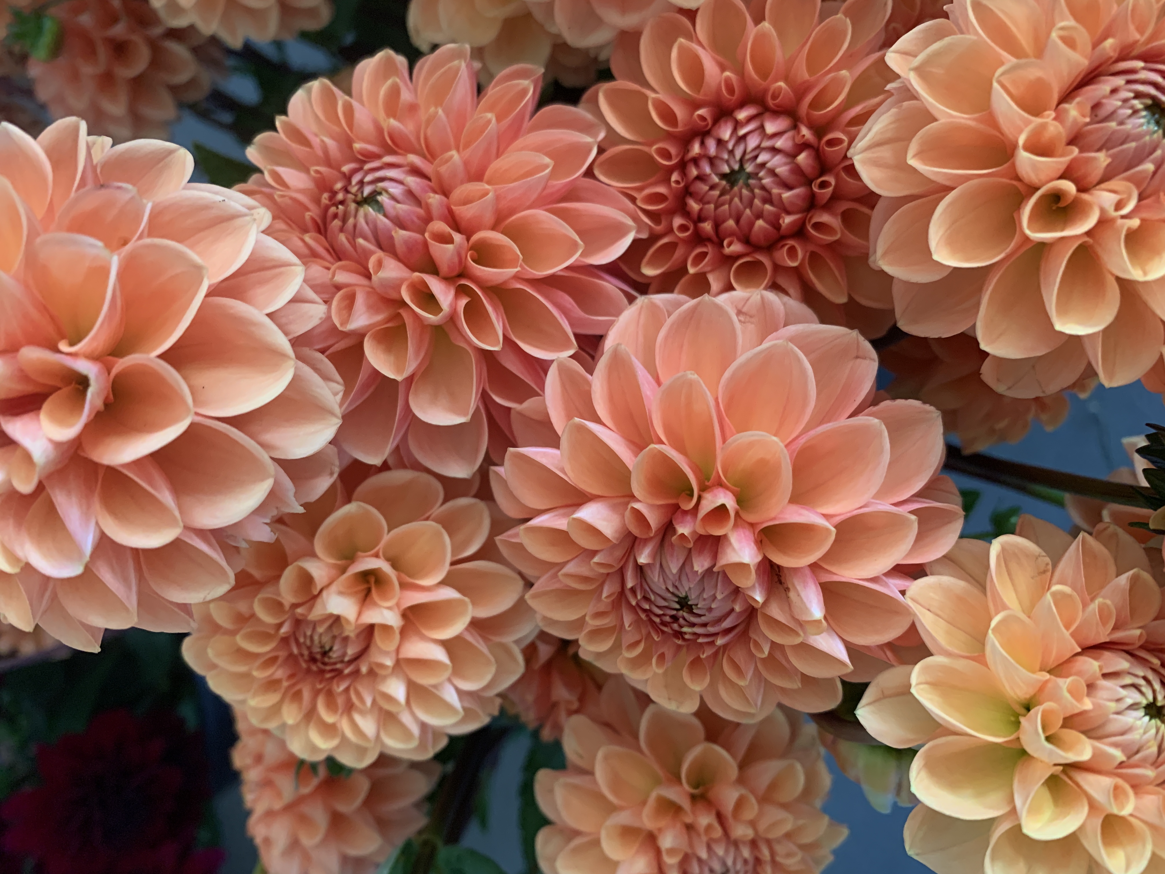 DAHLIA Maarn