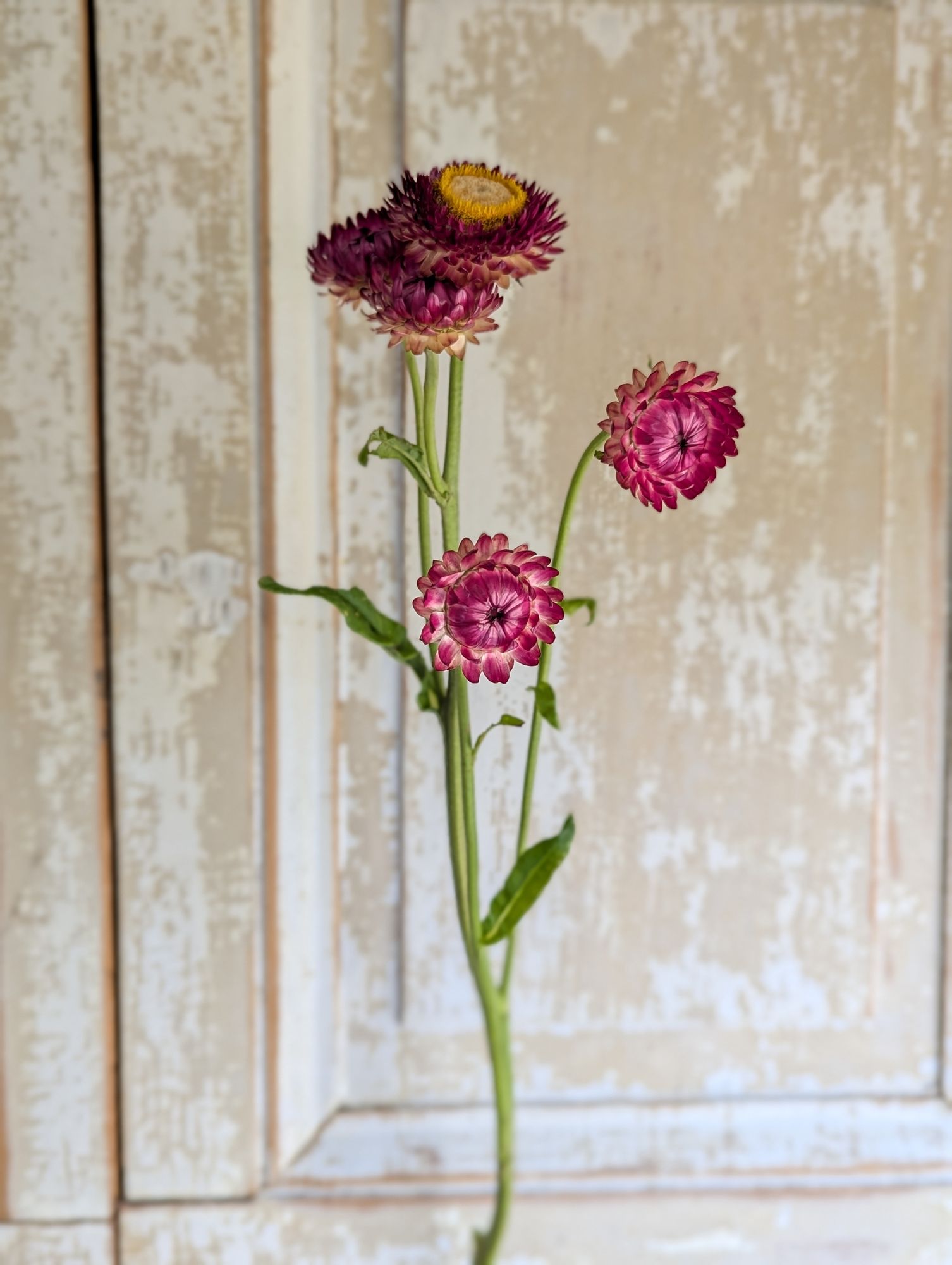XEROCHRYSUM bracteatum Pomegranate